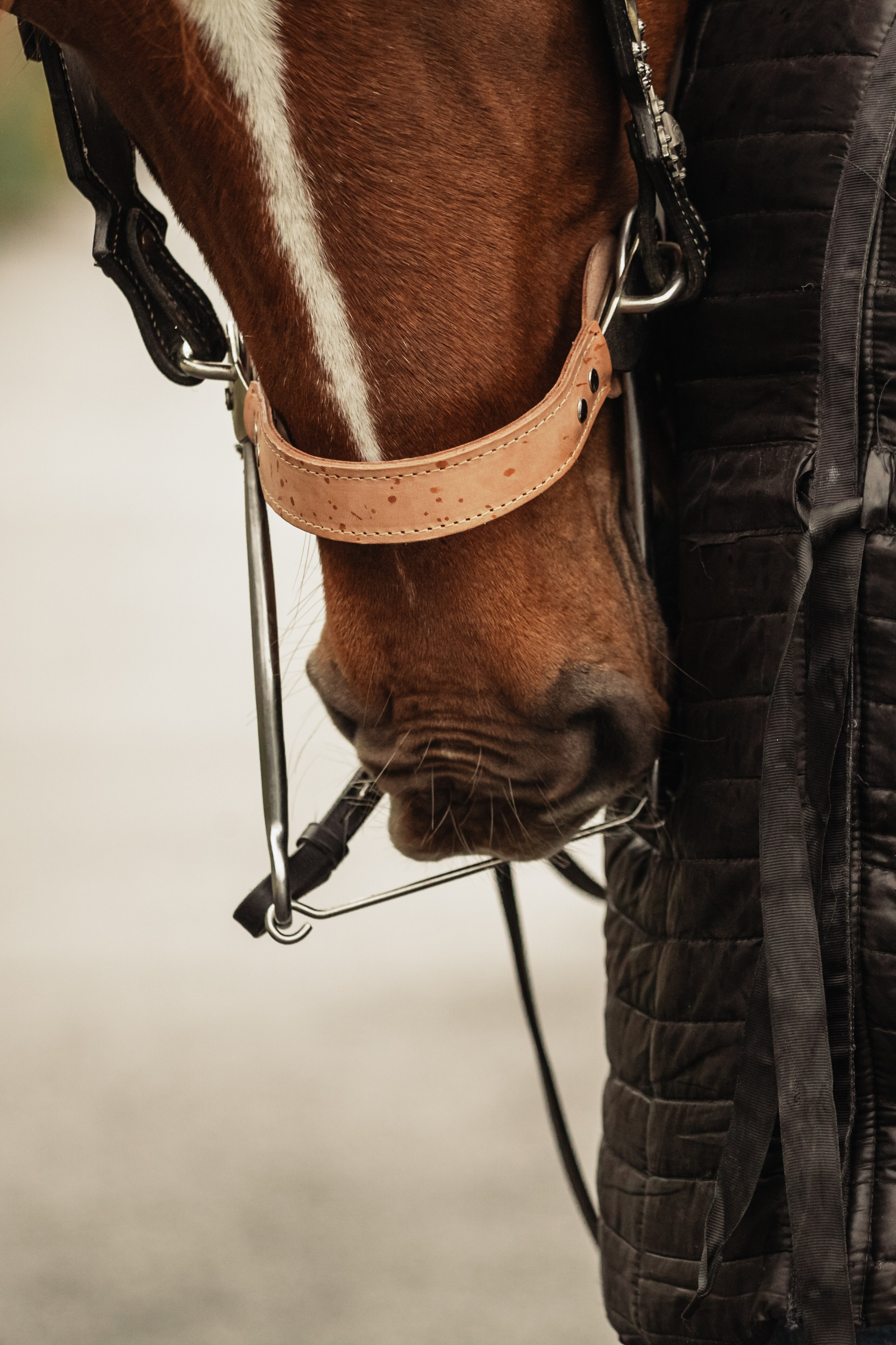 Лена и Рэджи. Фотограф-анималист Татьяна Степанова