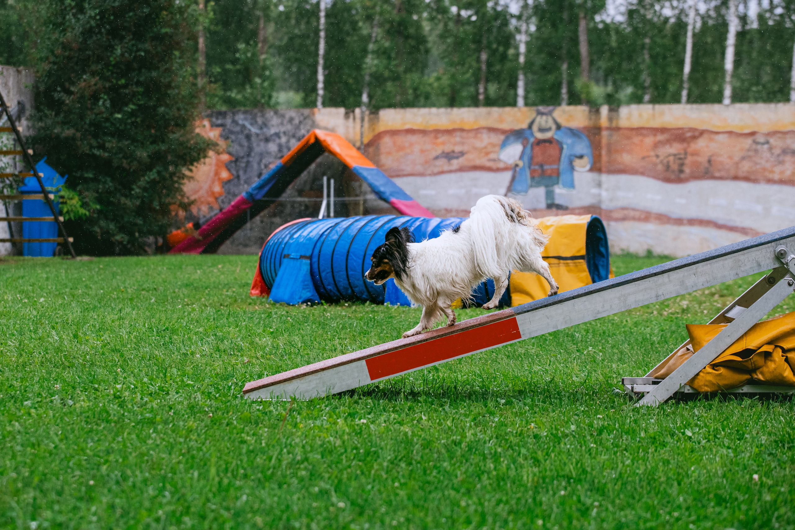 Соревнования по аджилити Долгопрудный 30.06.2025. Фотограф-анималист Татьяна Степанова