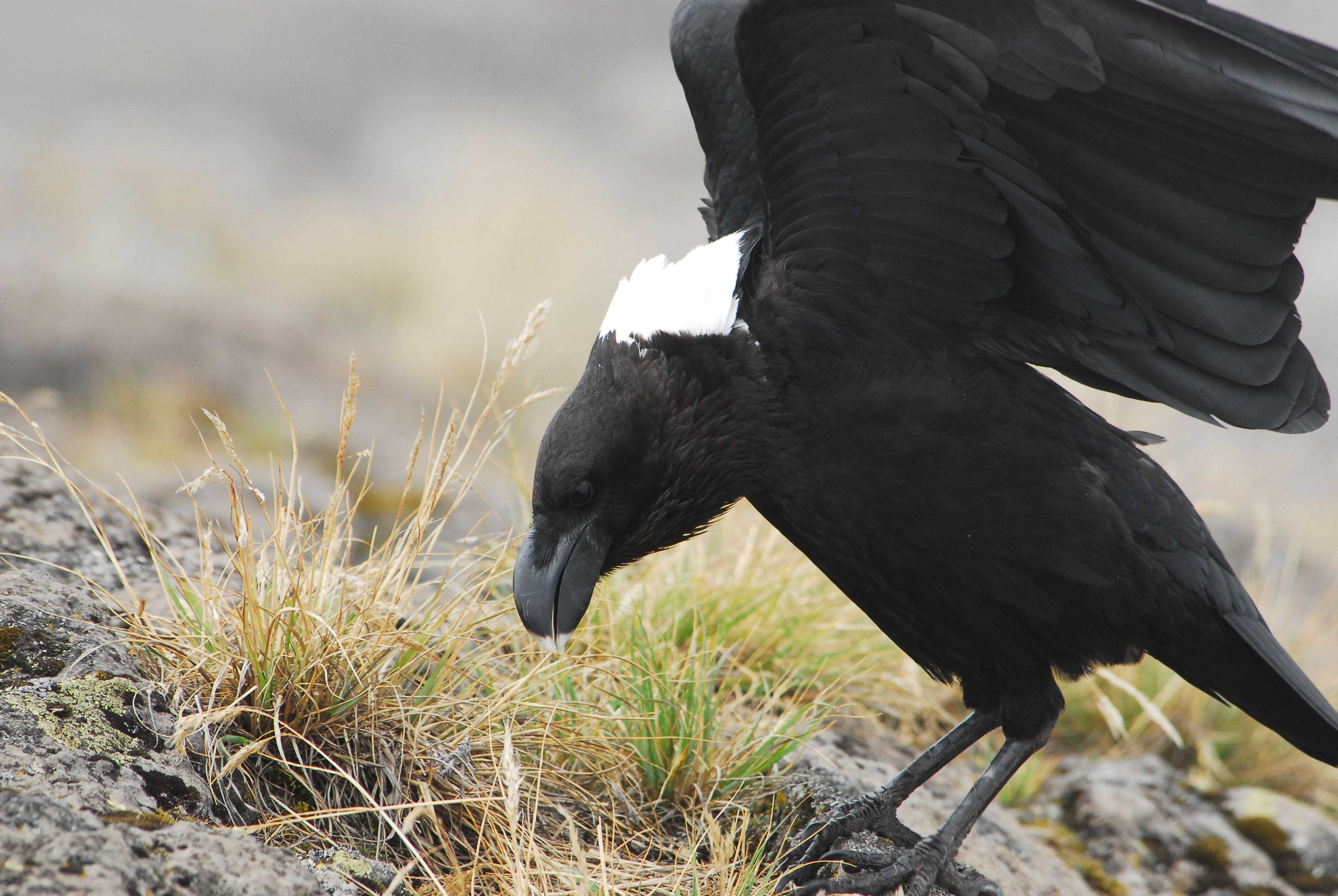 Килиманджаро. Заставка