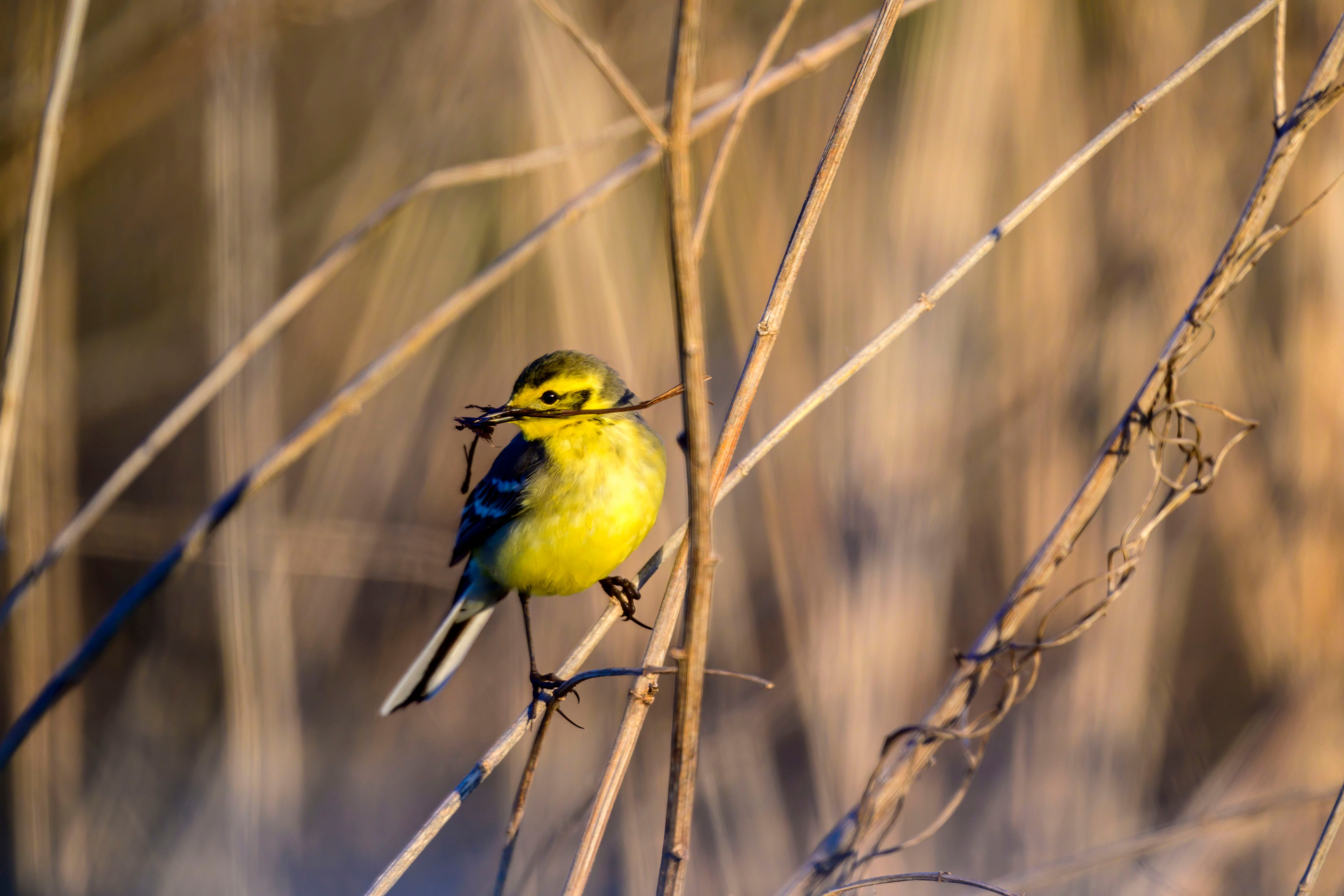 Варакушка. Фотограф Сергей Пупонин