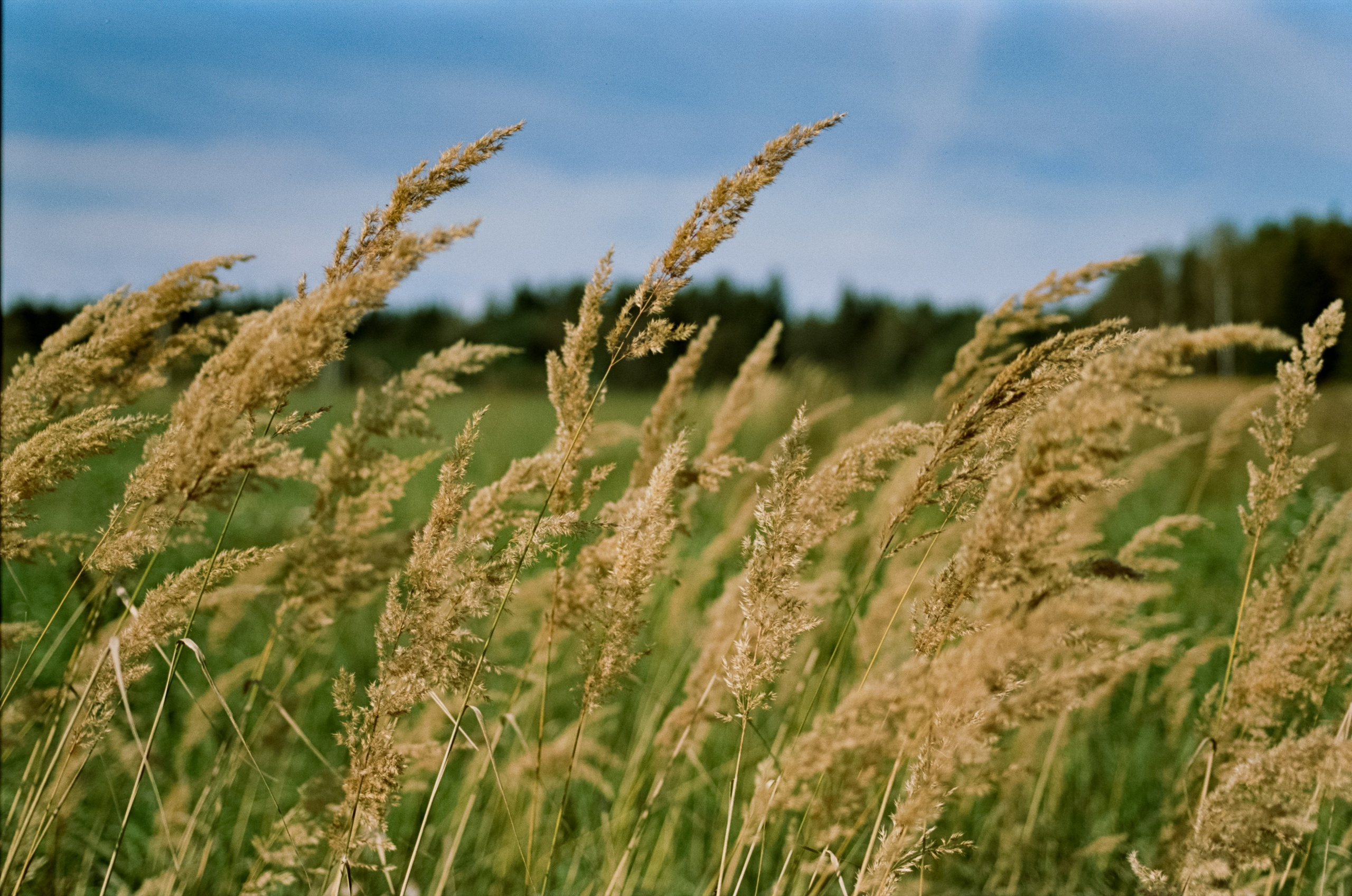 Mamiya 645 PRO обзор и примеры фотографий