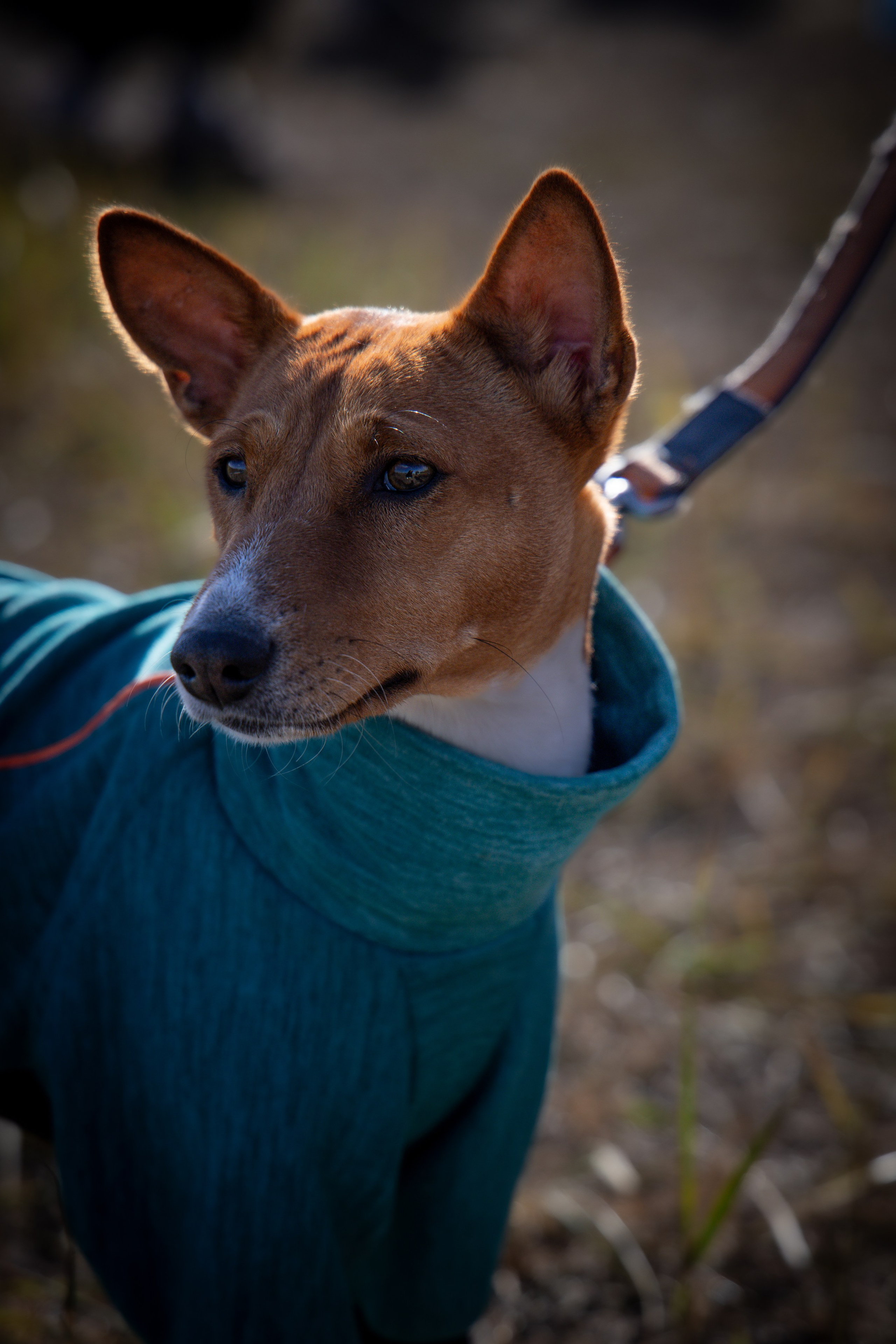 Собаки. Антонина Савельева Фотограф Ставрополь