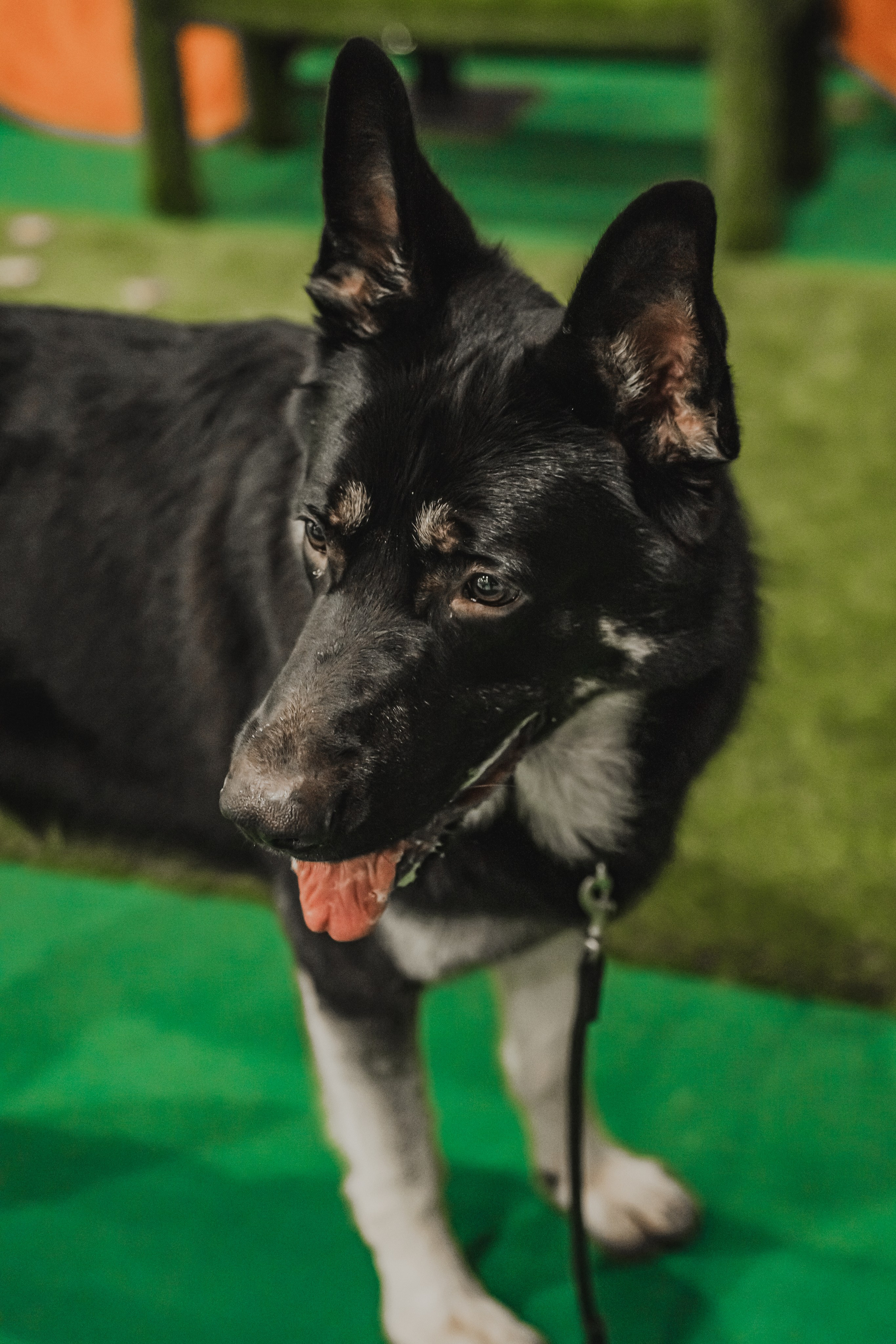 Международная выставка собак всех пород. Репортажный фотограф Анастасия Рубцова