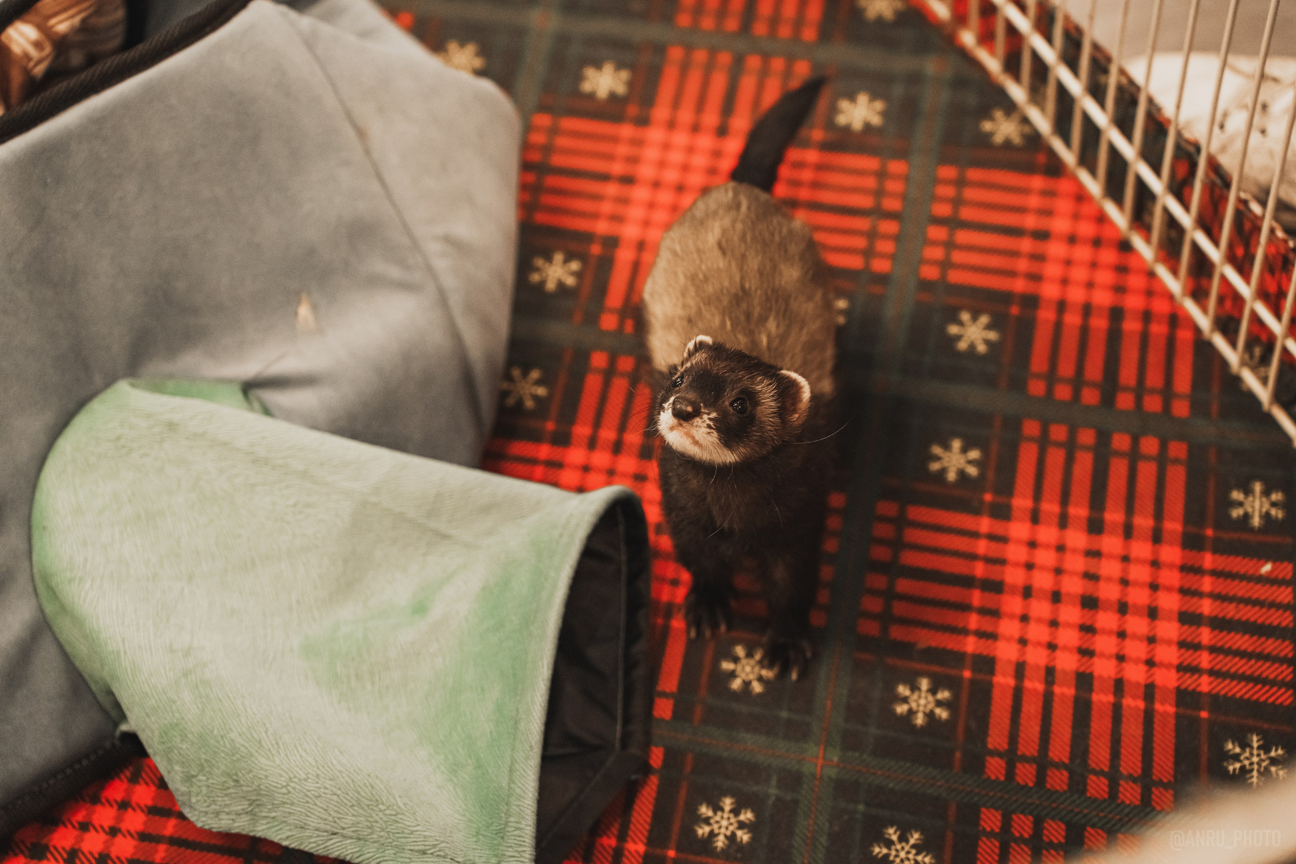 Fox Family fest. Репортажный фотограф Анастасия Рубцова