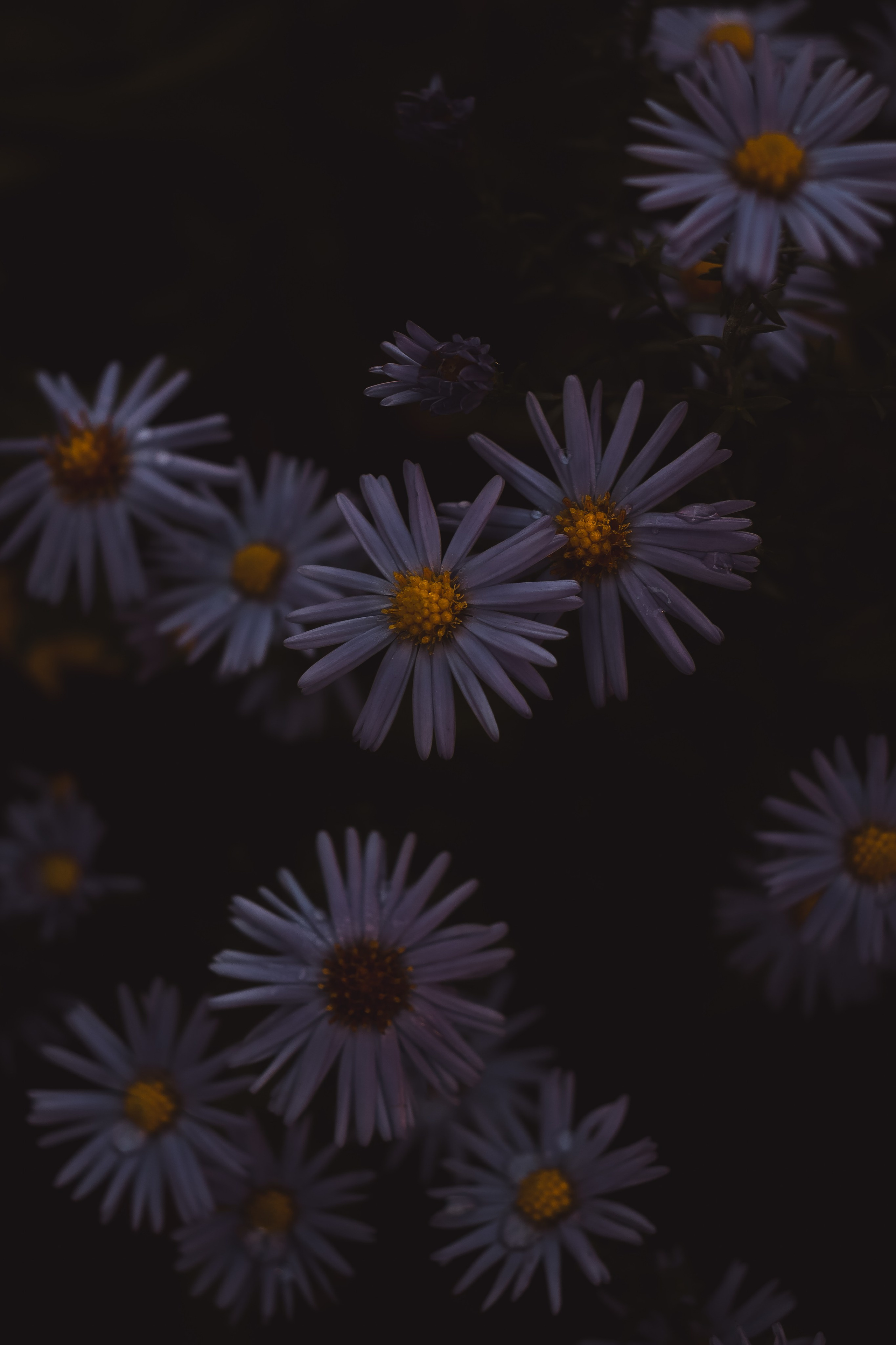 Р А С Т Е Н И Я. — Digital Noise —