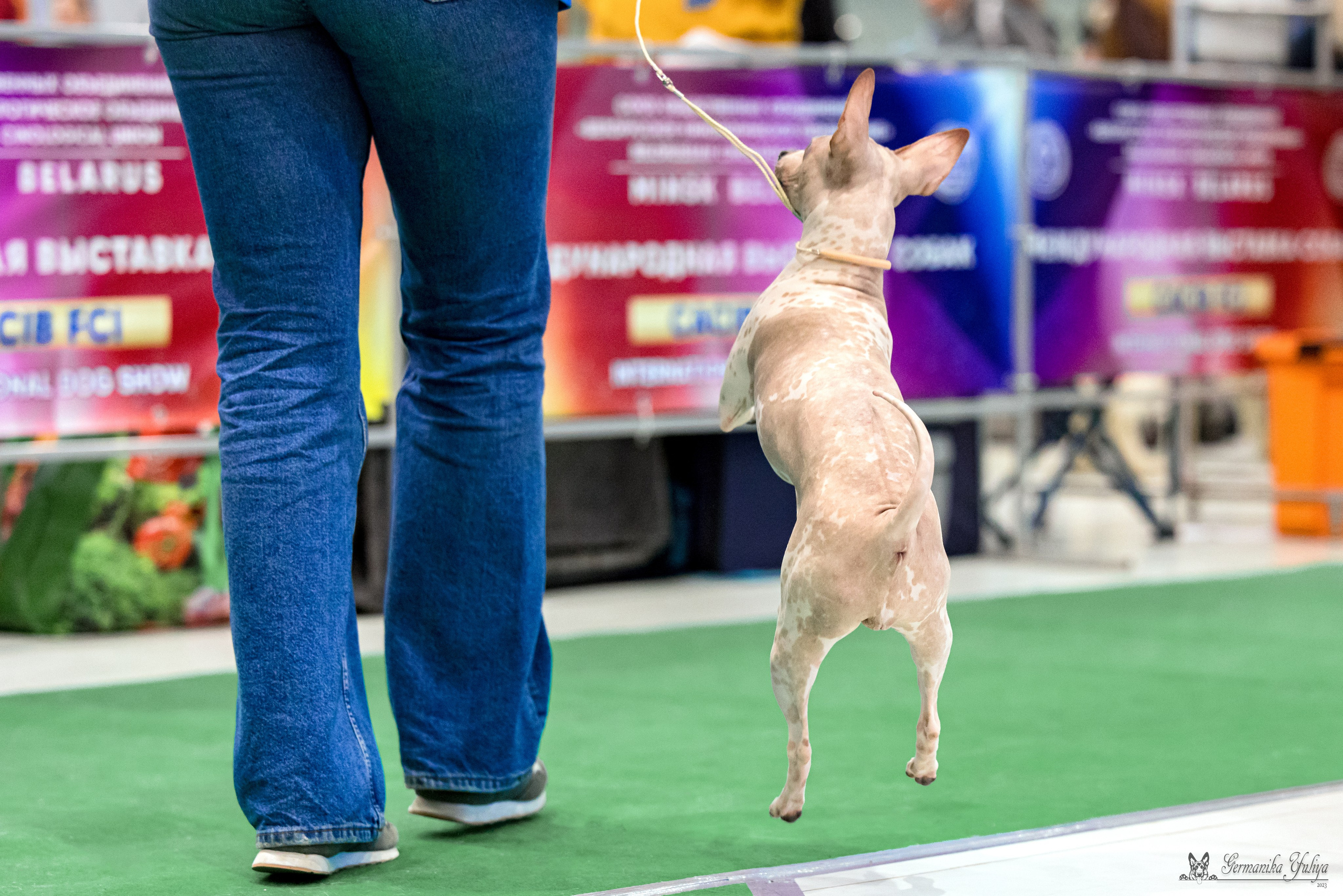 Минск 25-26.11.2023. Фотограф-анималист Юлия Германика