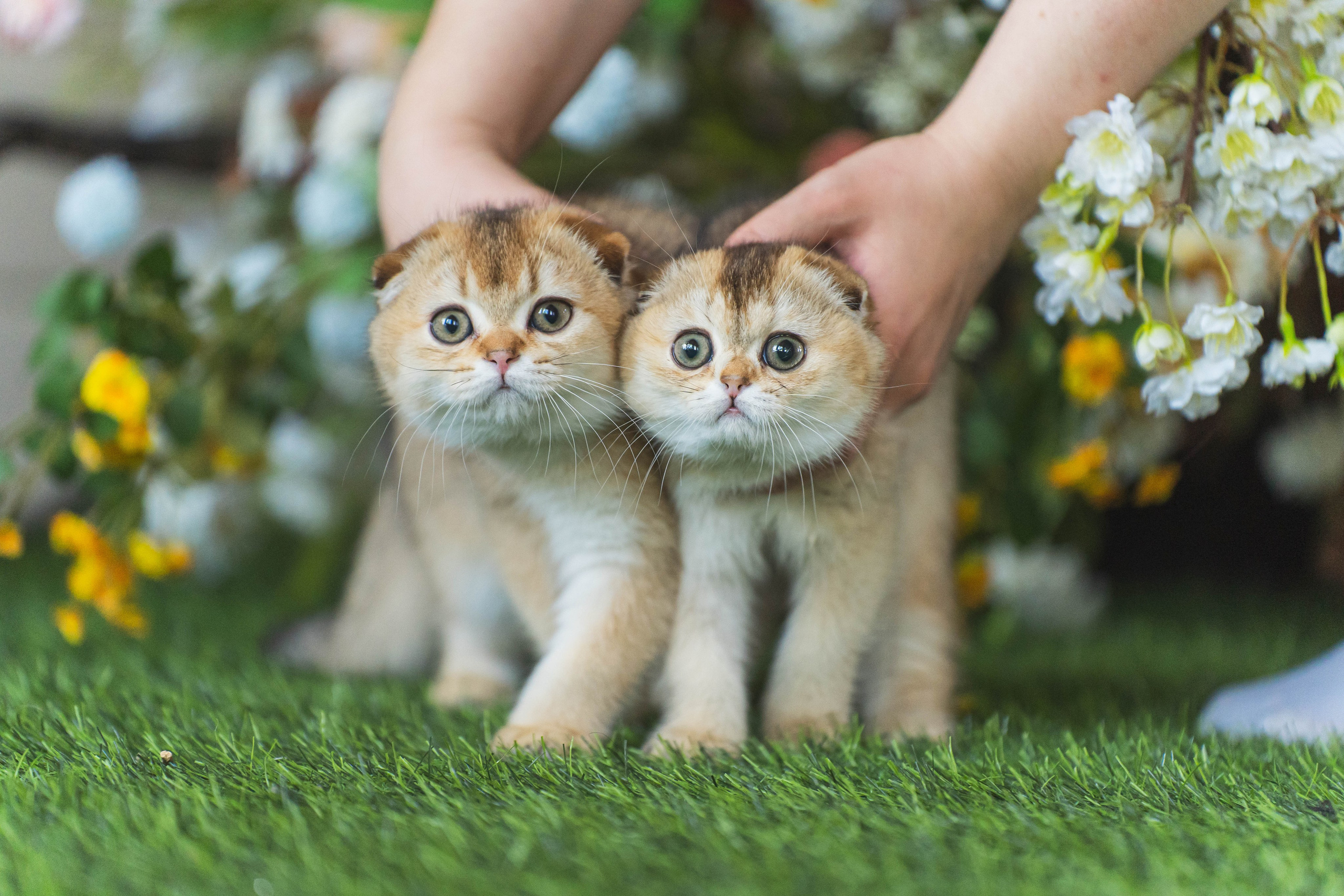 Питомник Шотландских кошек. Фотограф в Москве Ленарская Дарья