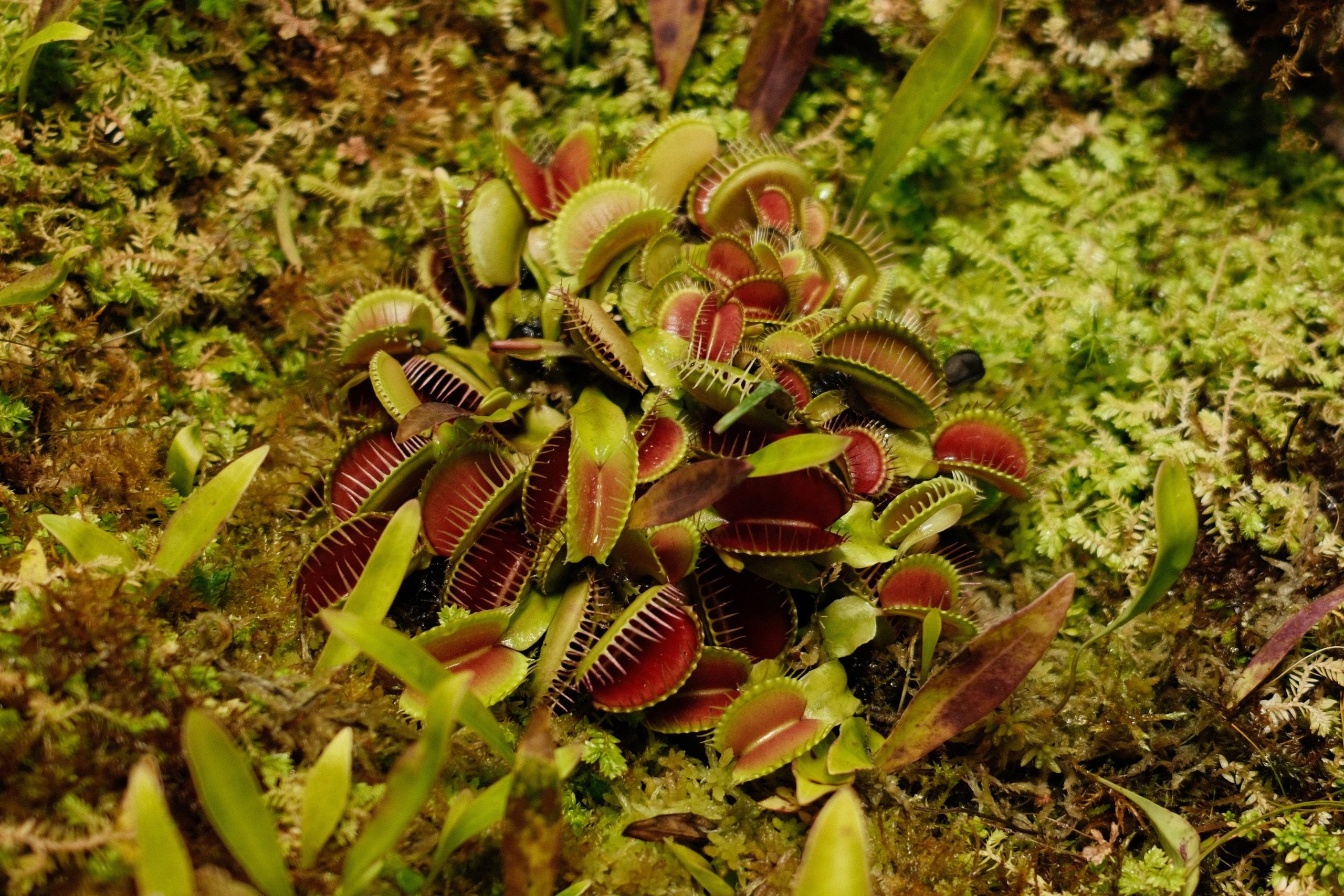 Аптекарский огород. Профессиональный фотограф в Москве Захар Ишутин