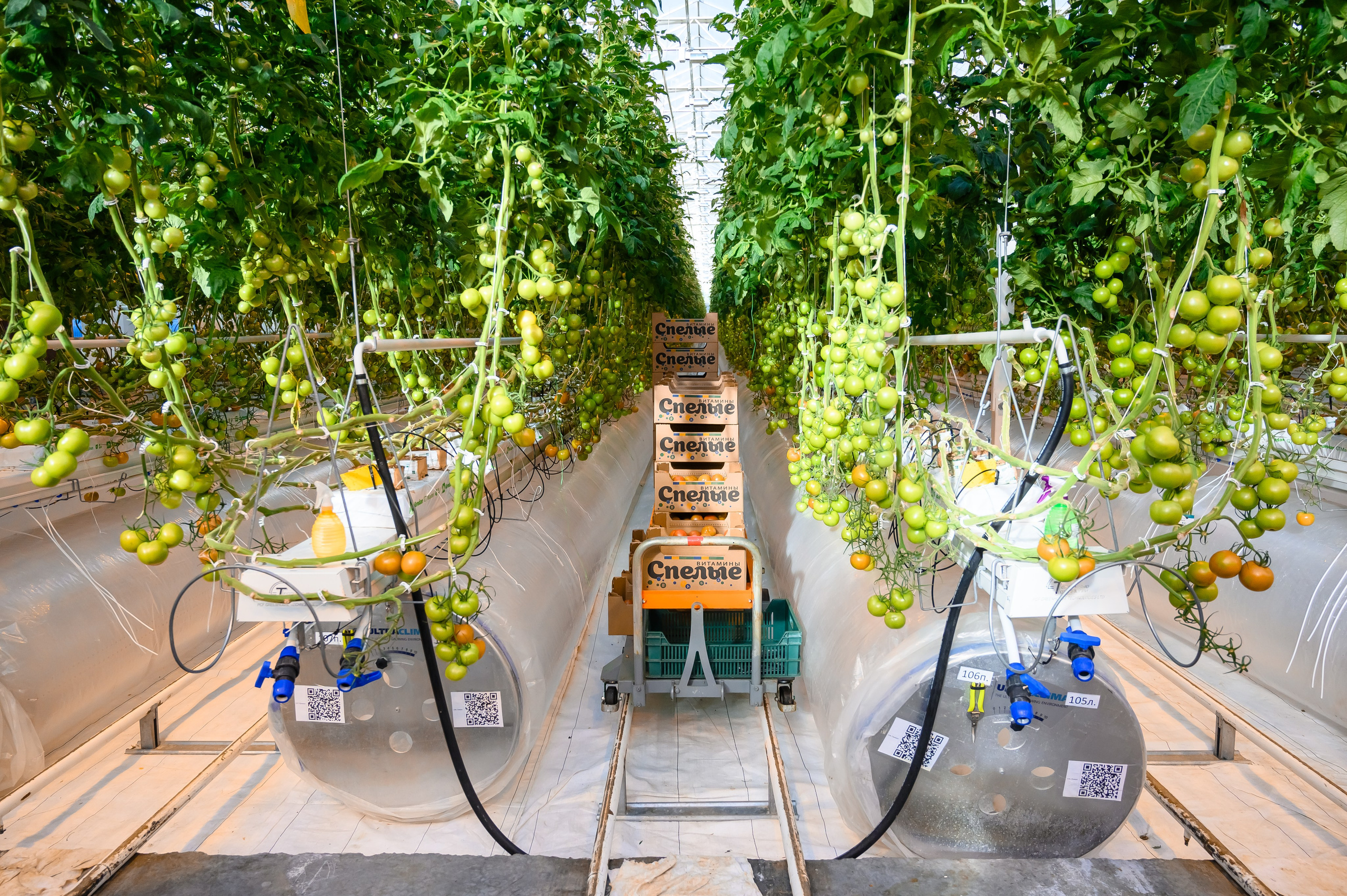 Тепличный комплекс «ПЕРМСКИЙ»