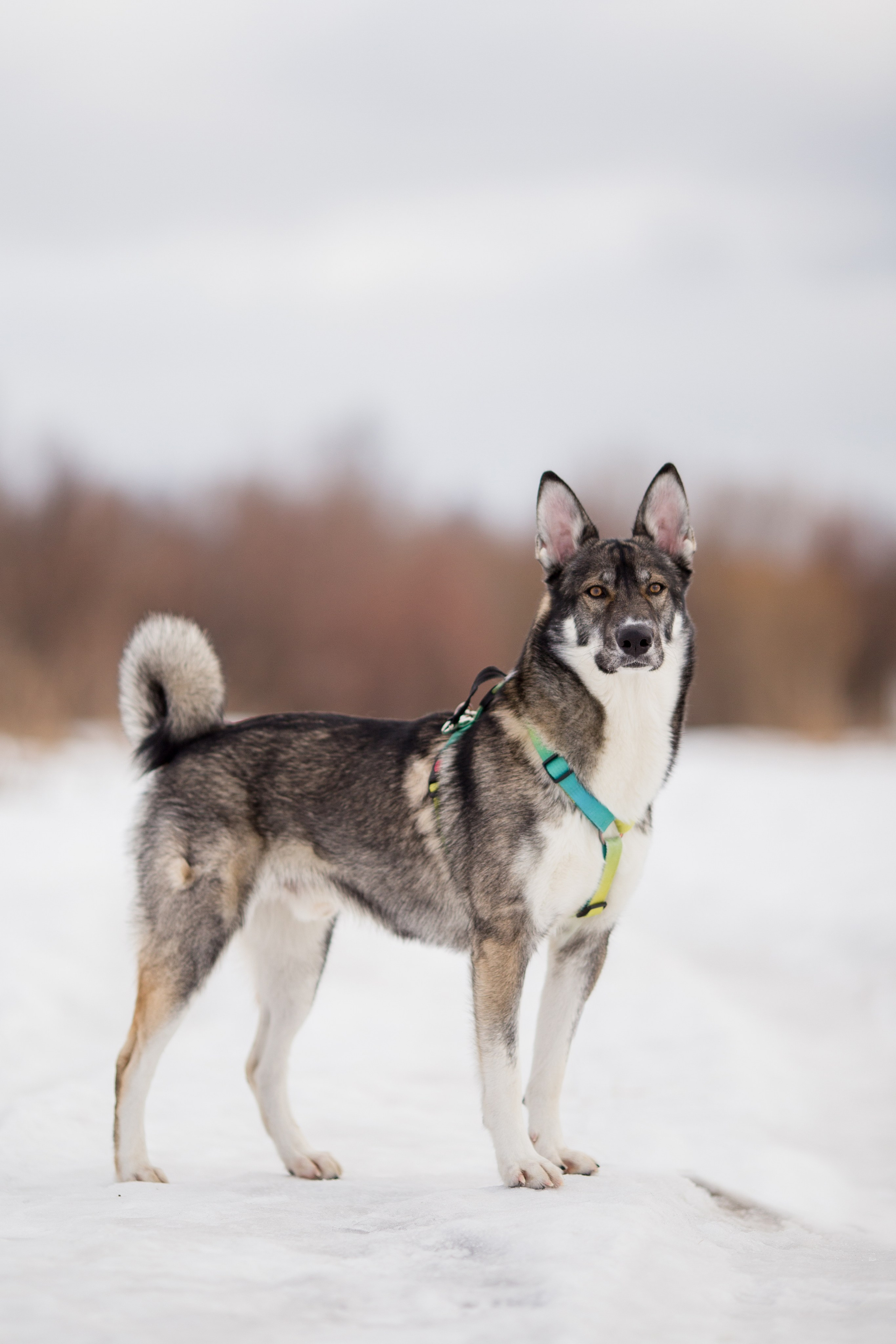 Фотосессия с собакой в Архангельске