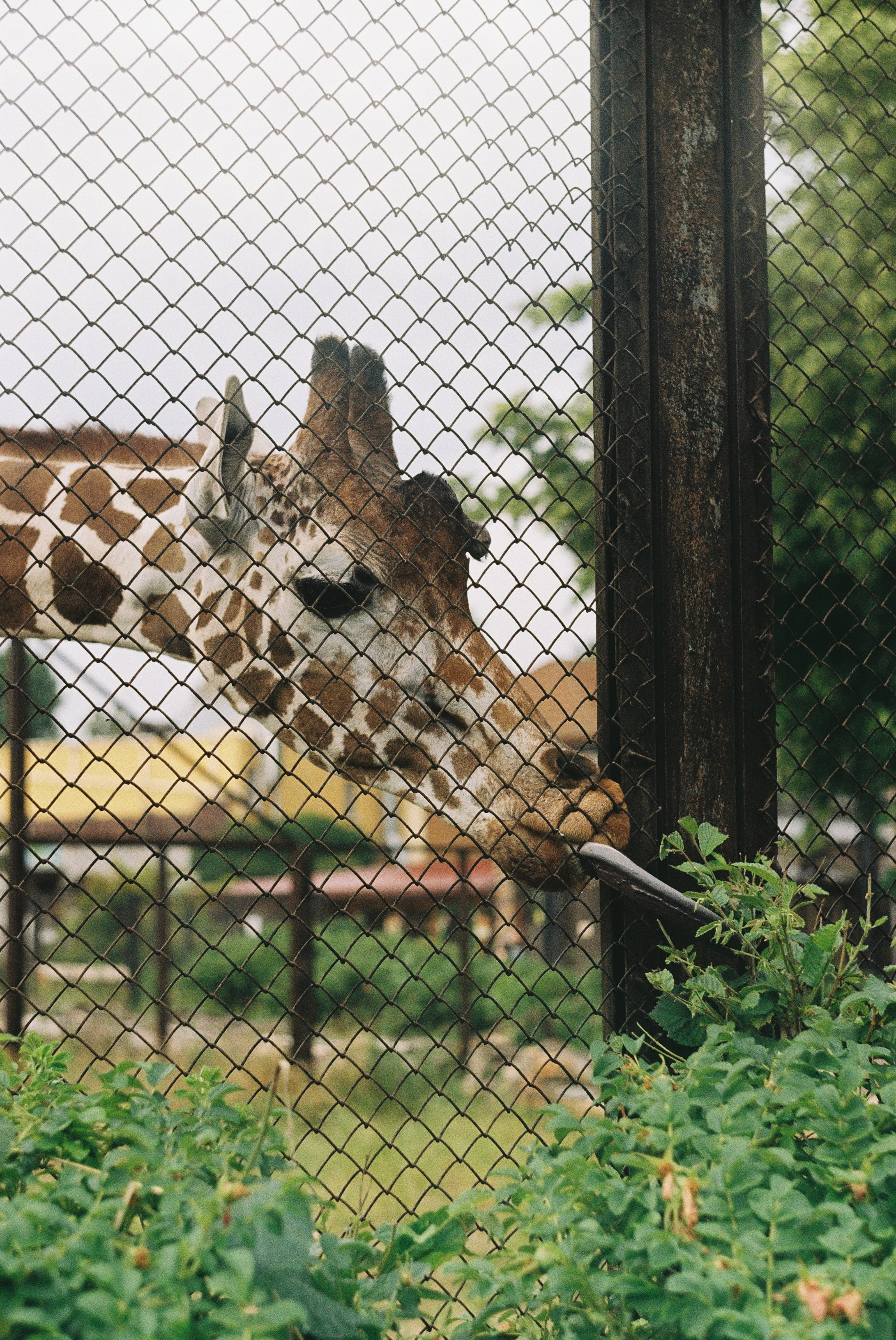 Пленка. Репортажный фотограф в Москве Федор Вдовин