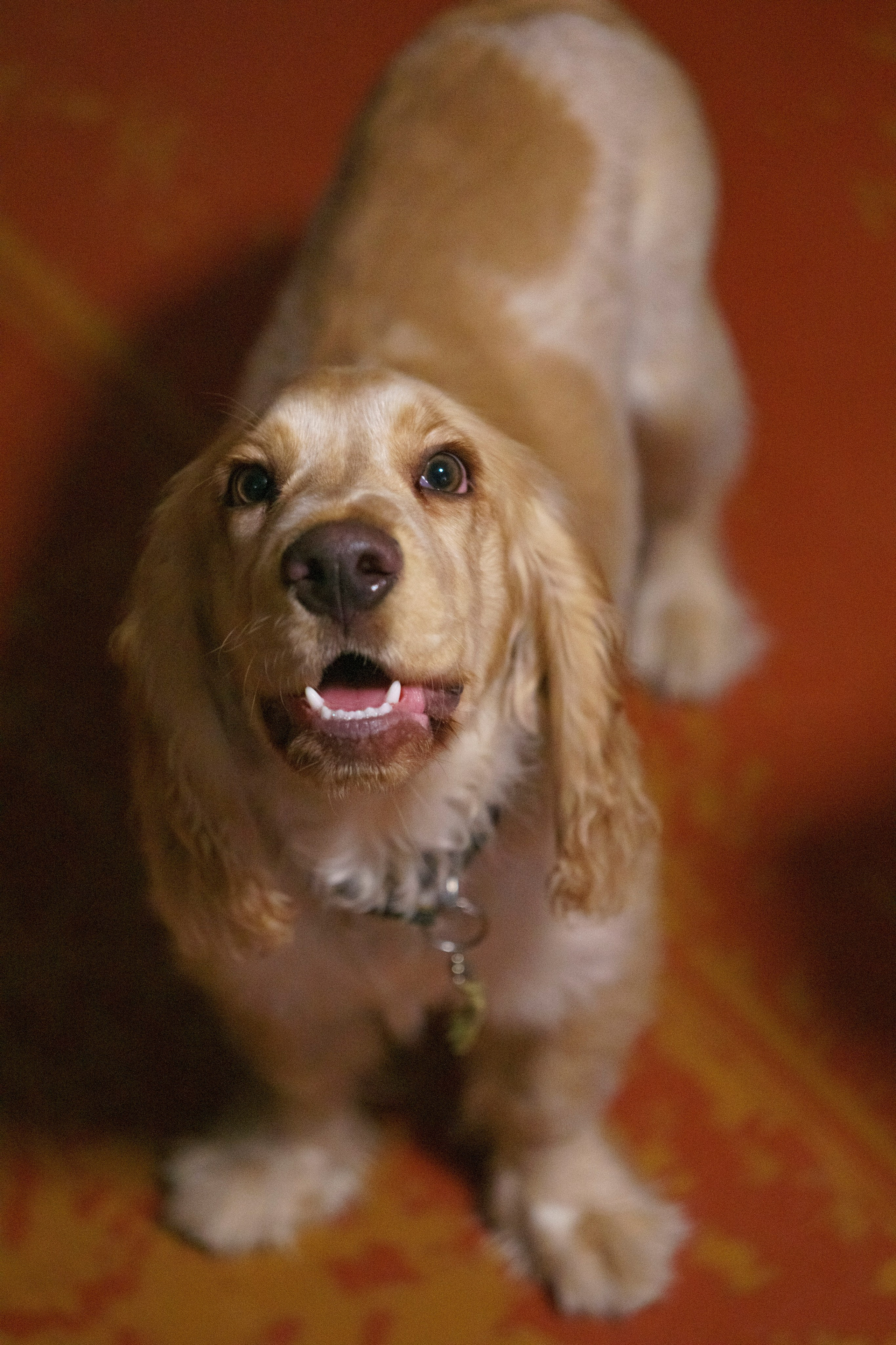 Лютик. Фотограф в Кстово и Нижнем Новгороде KOLOSOK