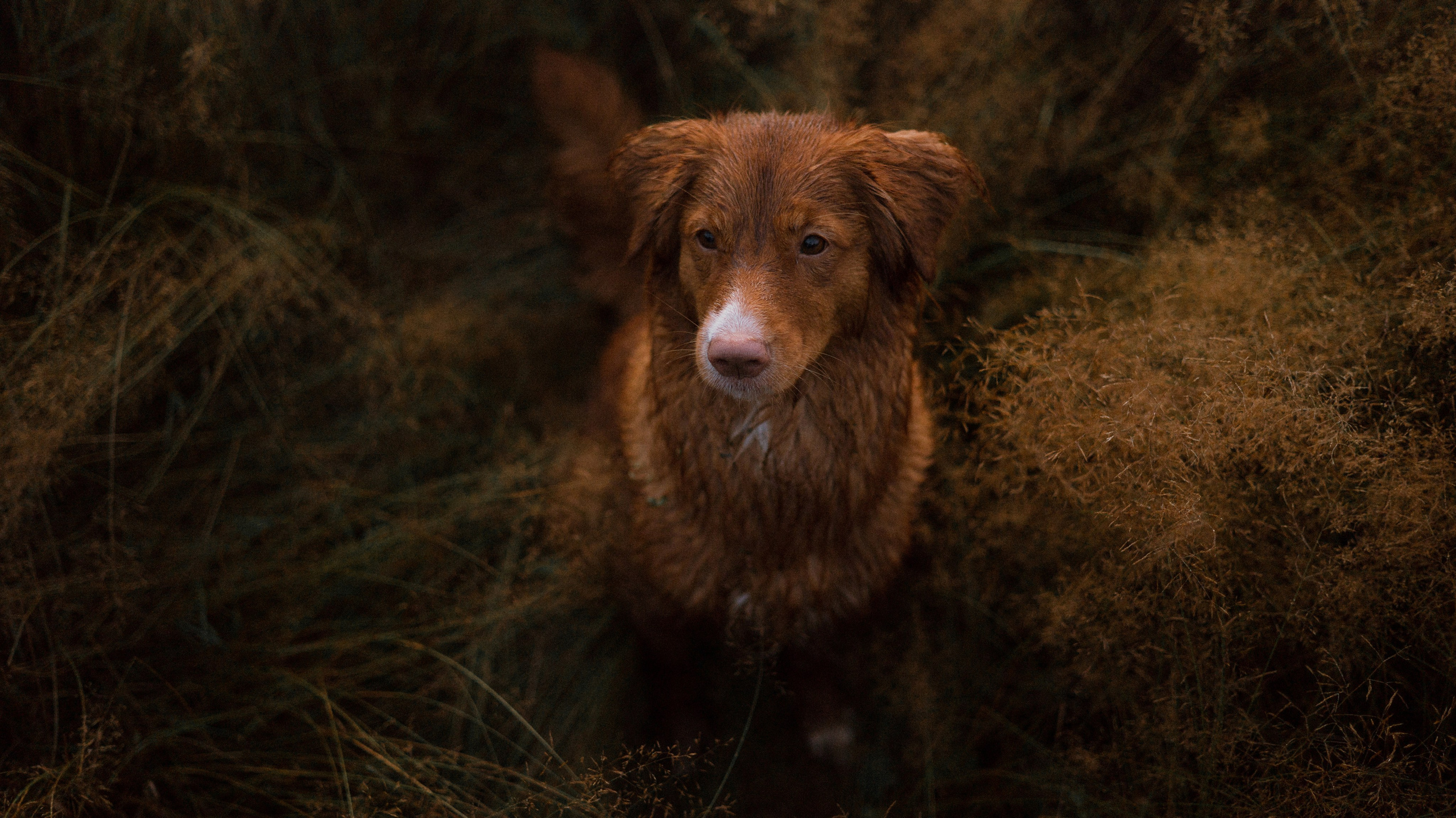 Ксюша и Мэди. Фотограф-анималист Богданова Полина