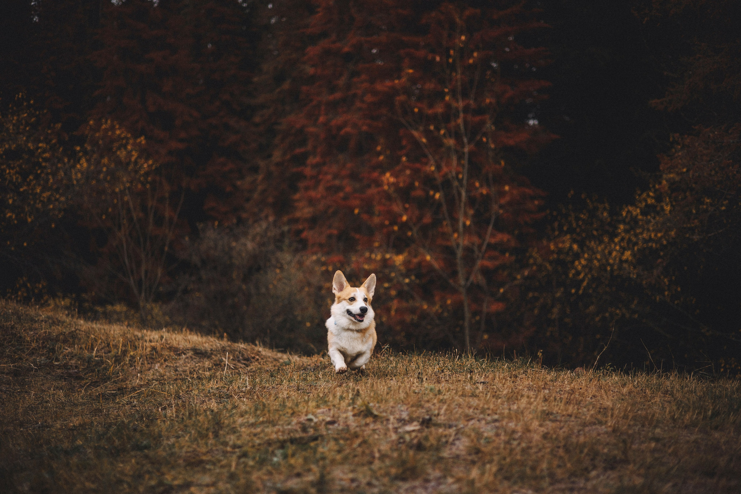Юля и барри. Фотограф-анималист Богданова Полина