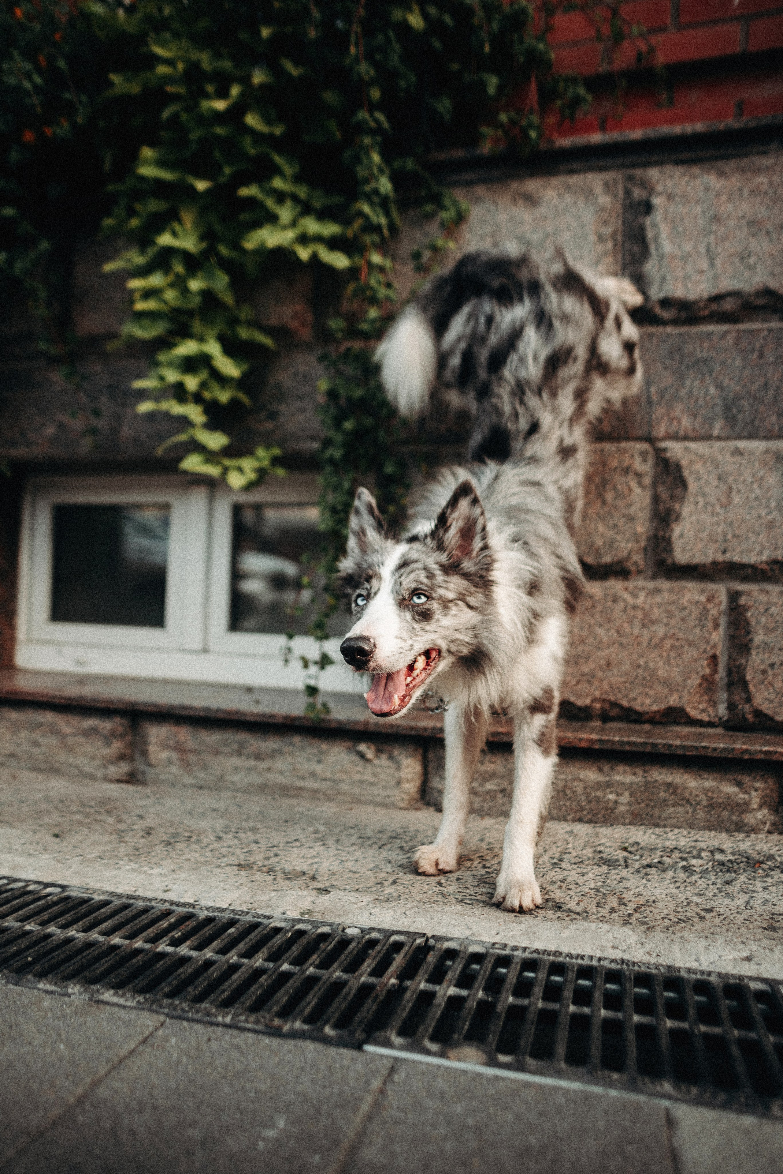 Диана и Робин. Фотограф-анималист Богданова Полина