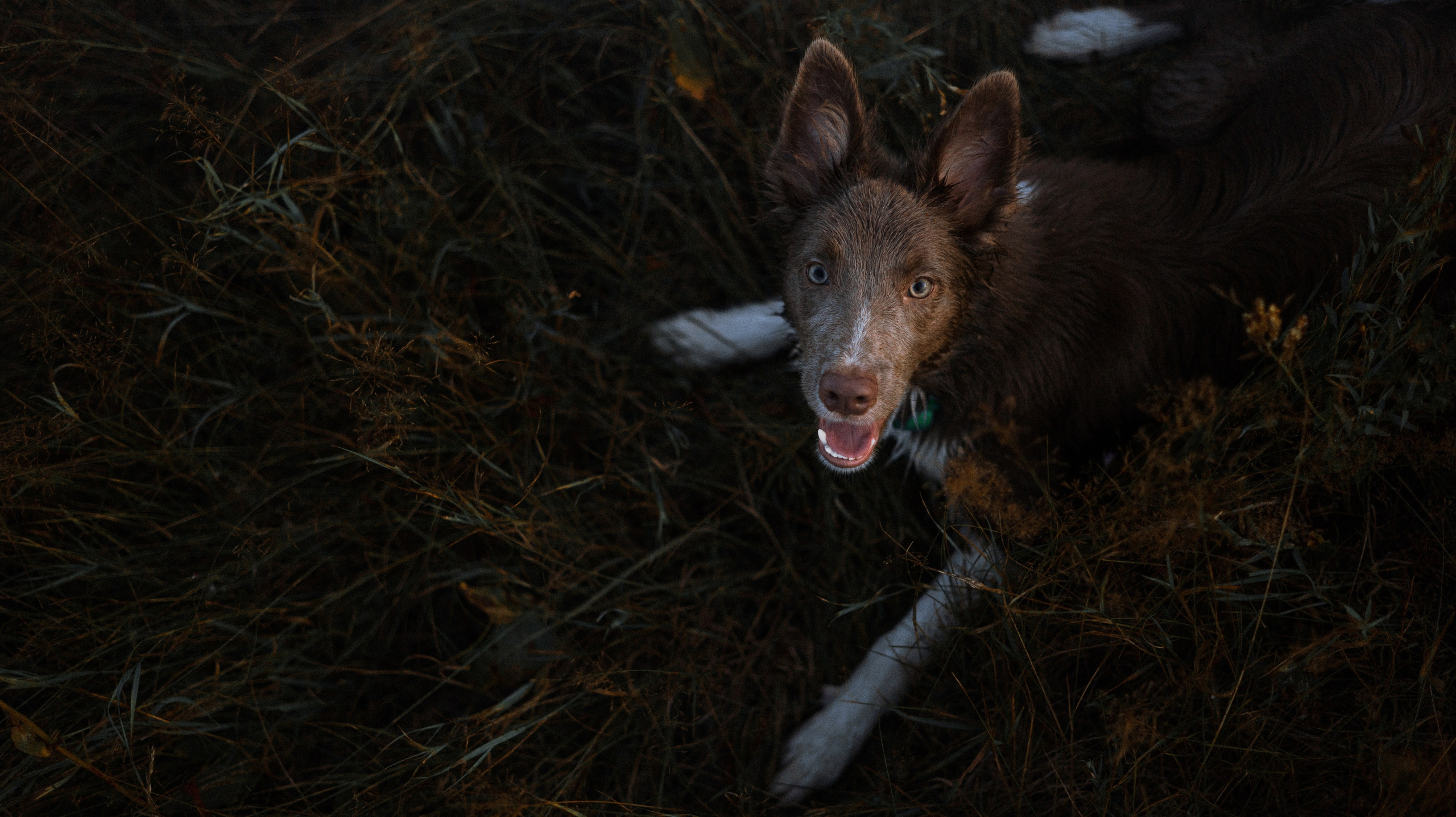 Полина и Паддингтон. Фотограф-анималист Богданова Полина