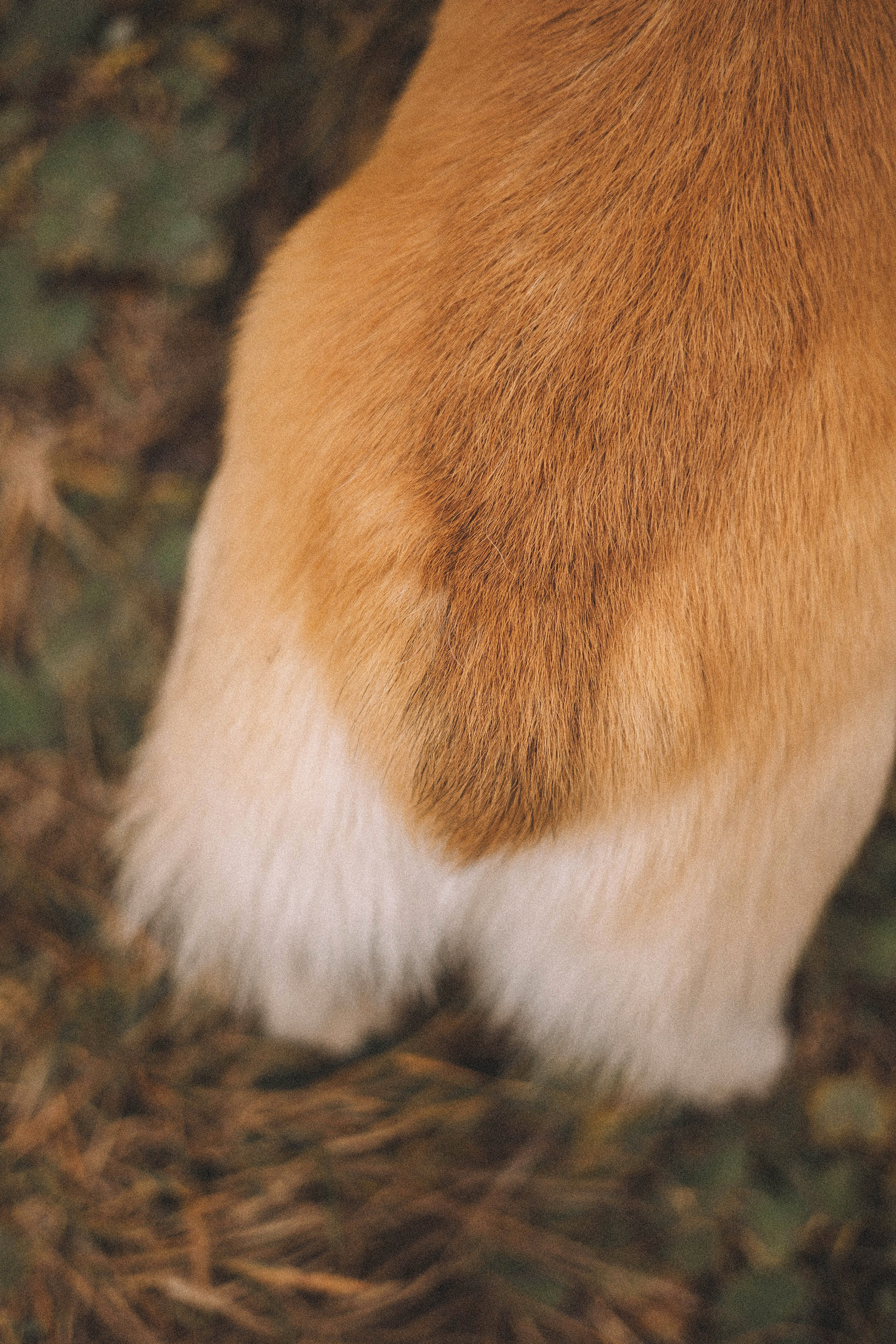 Юля и барри. Фотограф-анималист Богданова Полина
