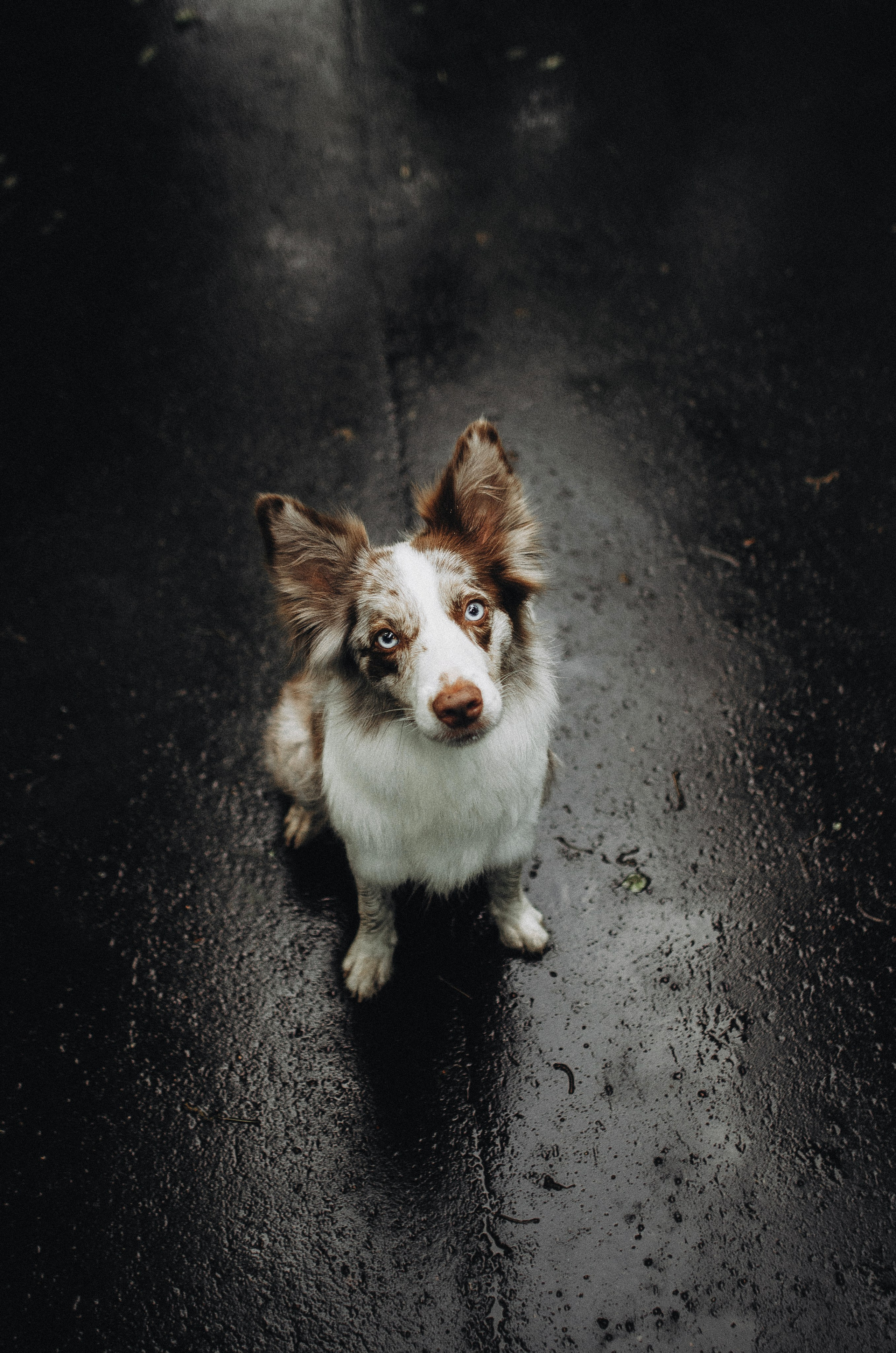 Алина и Бруна. Фотограф-анималист Богданова Полина
