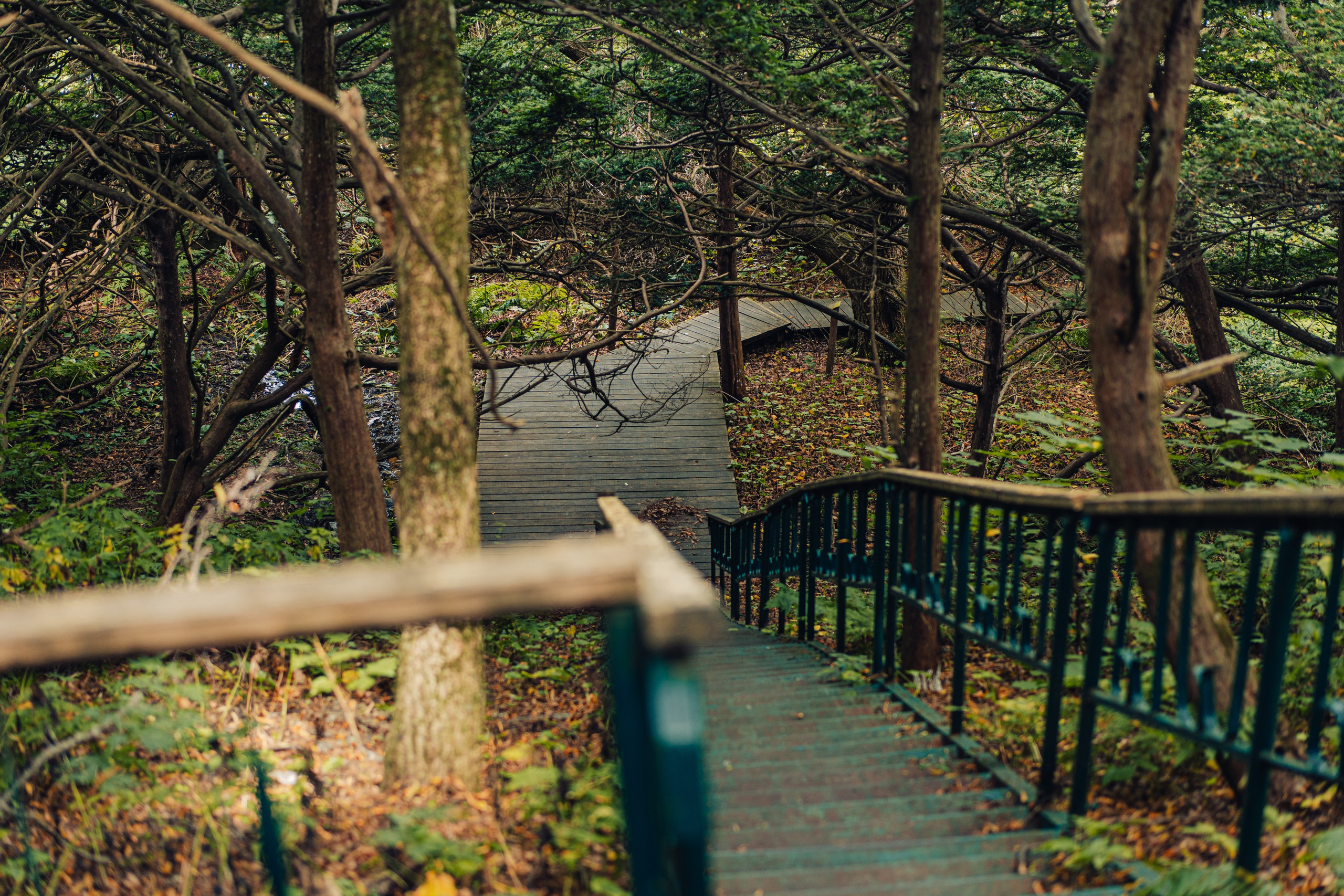 Тисовая роща | Остров Петрова. Иван Зайцев (IZIART) — создание культурного кода через фото и видео