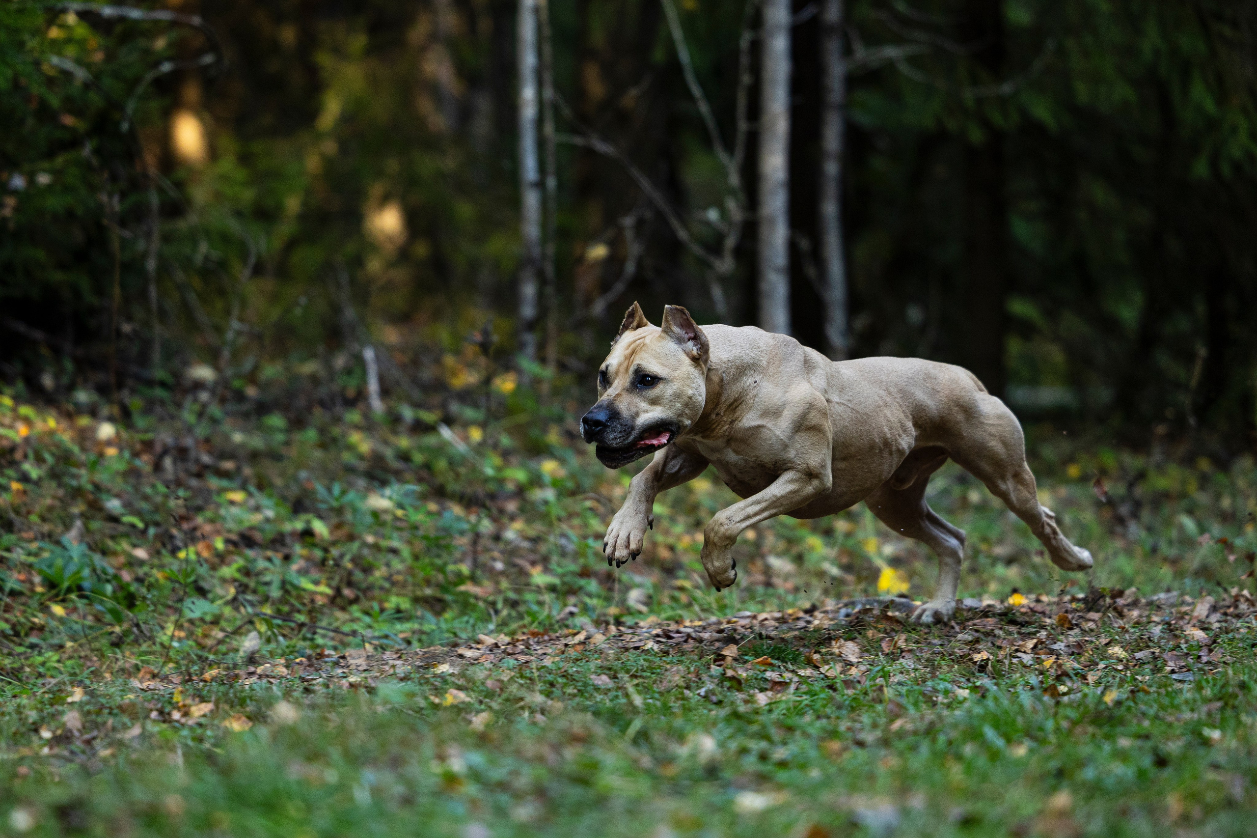 Фобос. Фотограф-анималист Анна Маринич
