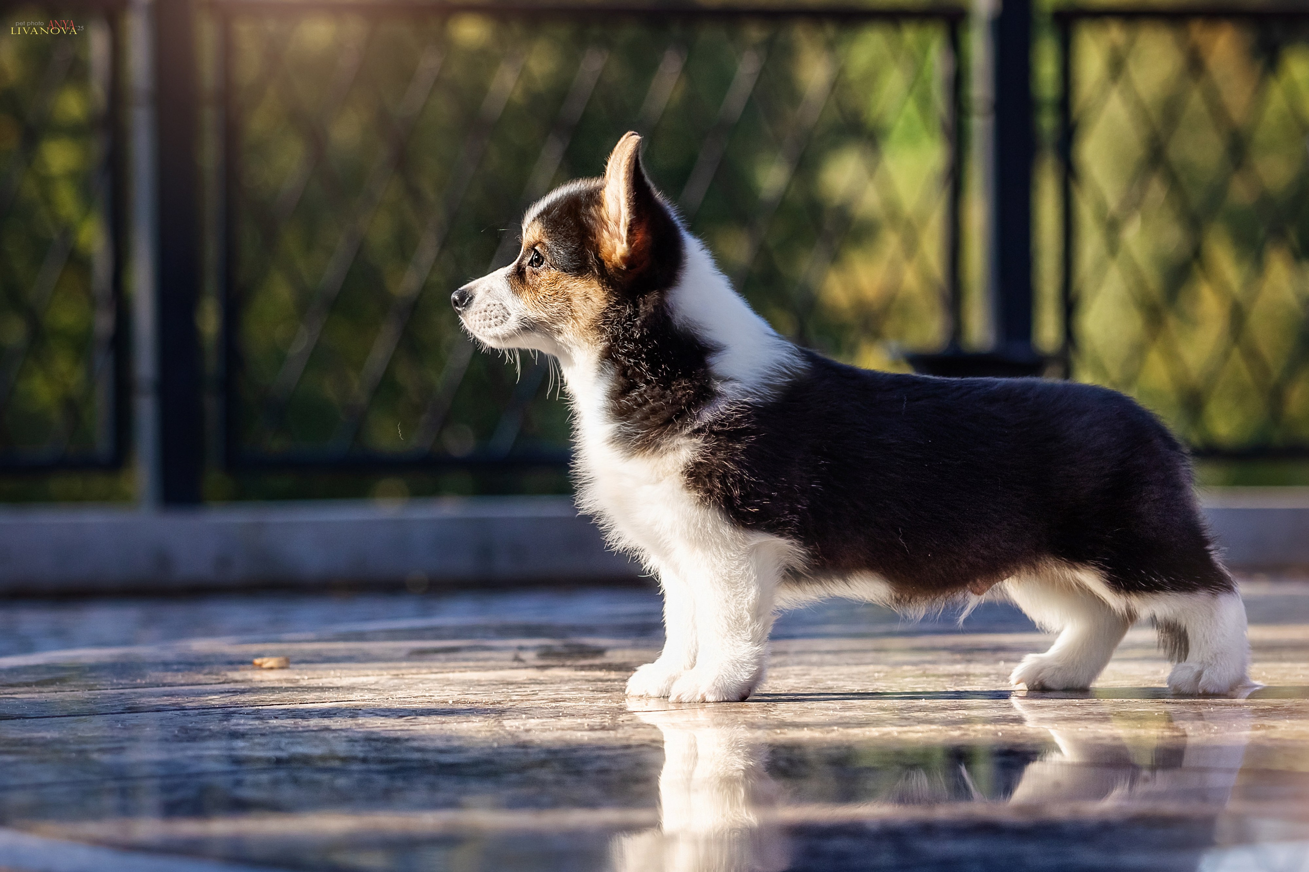 Коржики. Фотограф анималист Аня Ливанова | Рыбинск