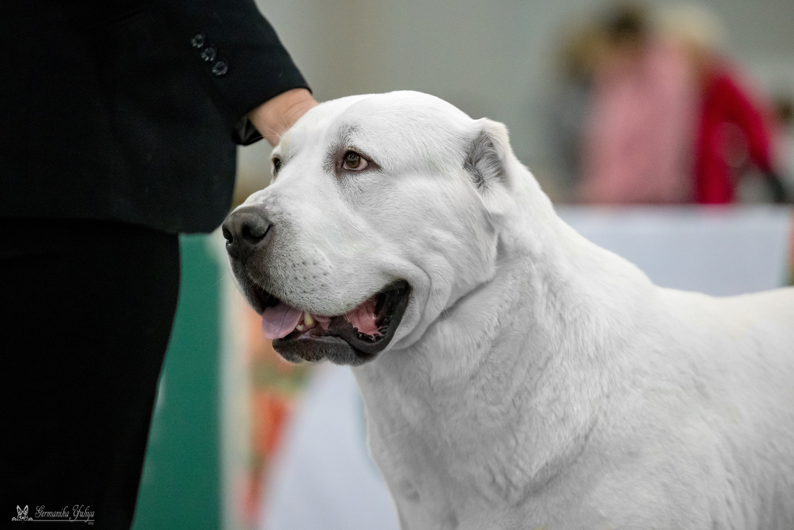 ЕВРАЗИЯ 18-19.11.2023. Фотограф-анималист Юлия Германика