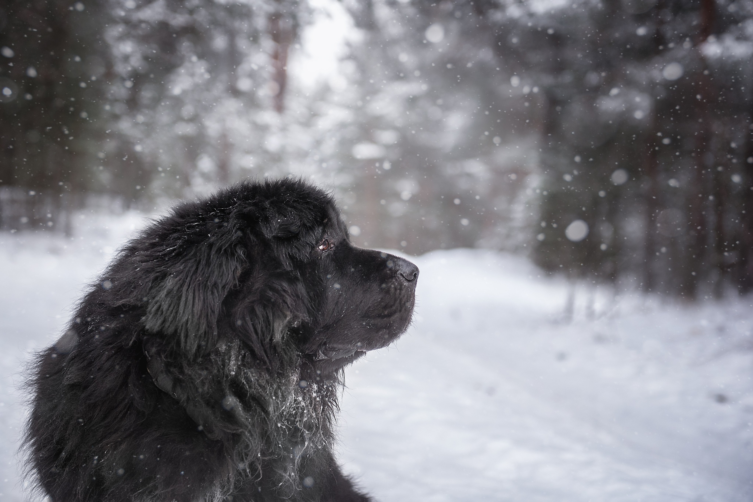 Ньюфаундленды. Мотофотограф в Нижнем Новгороде Динара Зуйкова