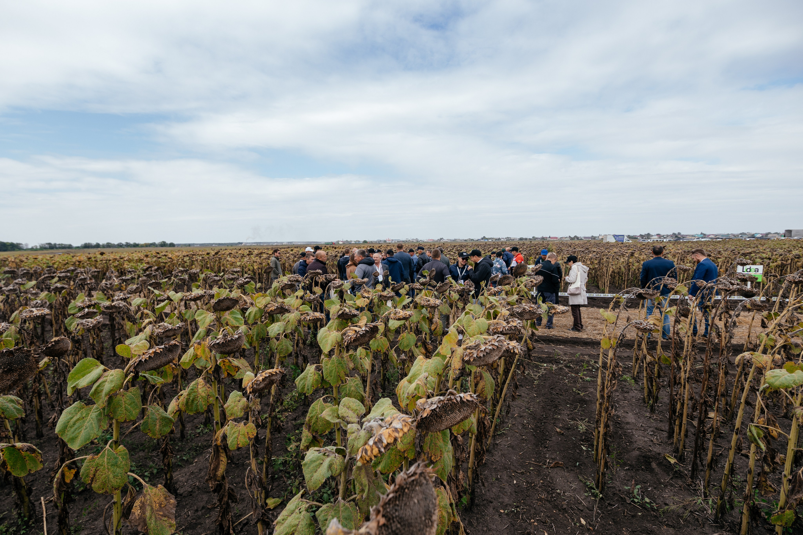 День поля. Фотограф Крохин Олег