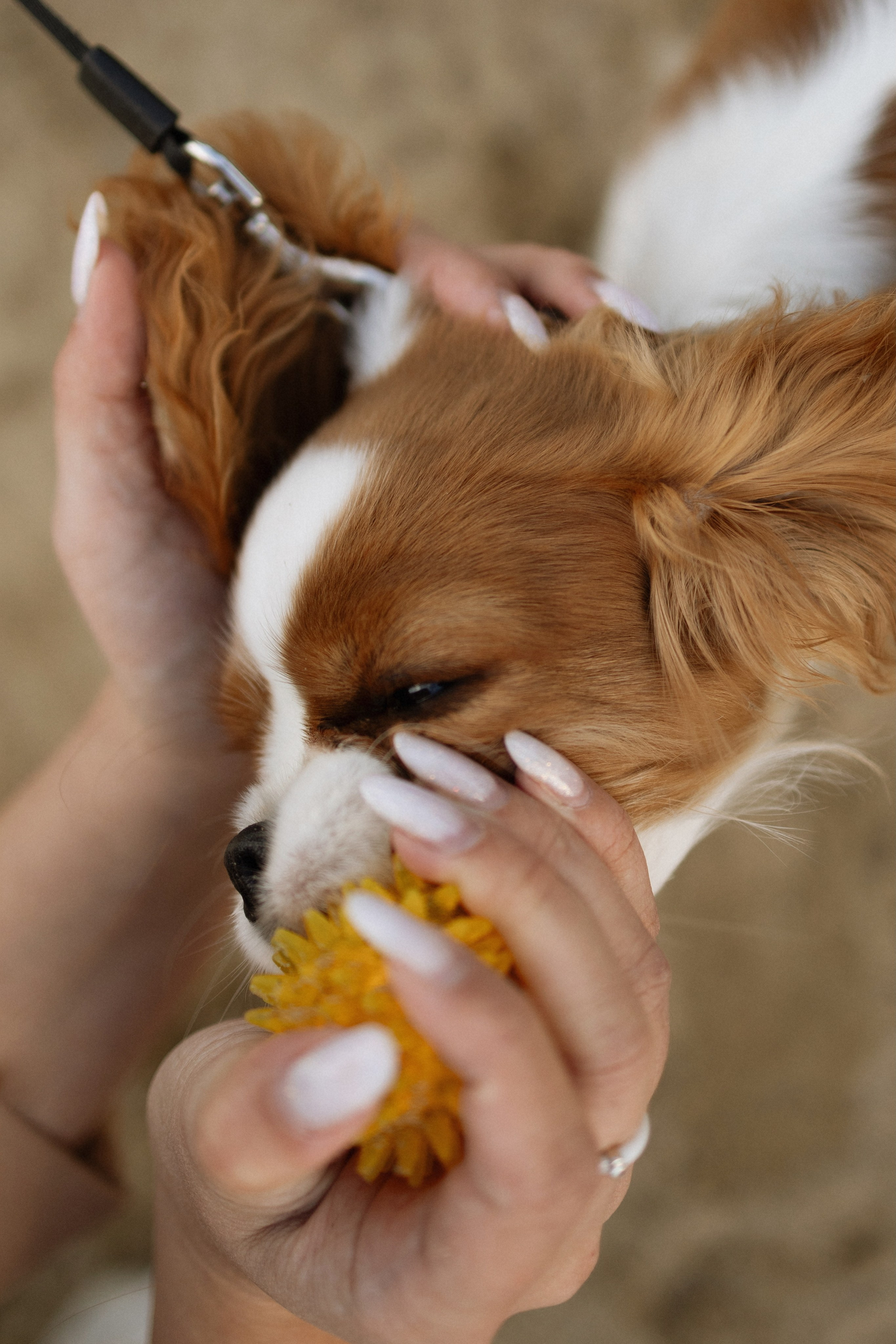 Ваня, Таня и малыш Кимми. Семейный фотограф Надежда Каримова | Иркутск Байкал Аршан