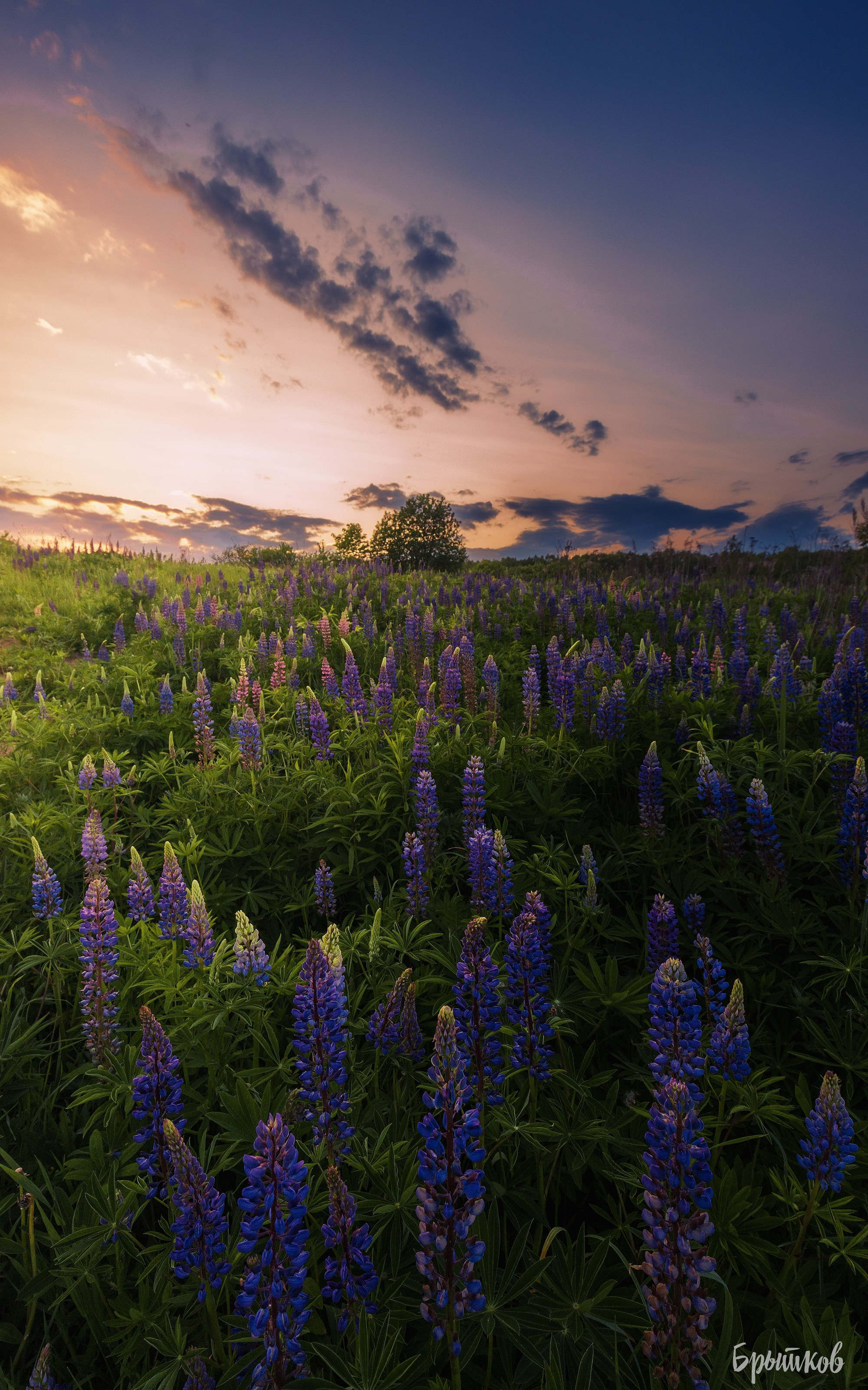 люпины Тульская область