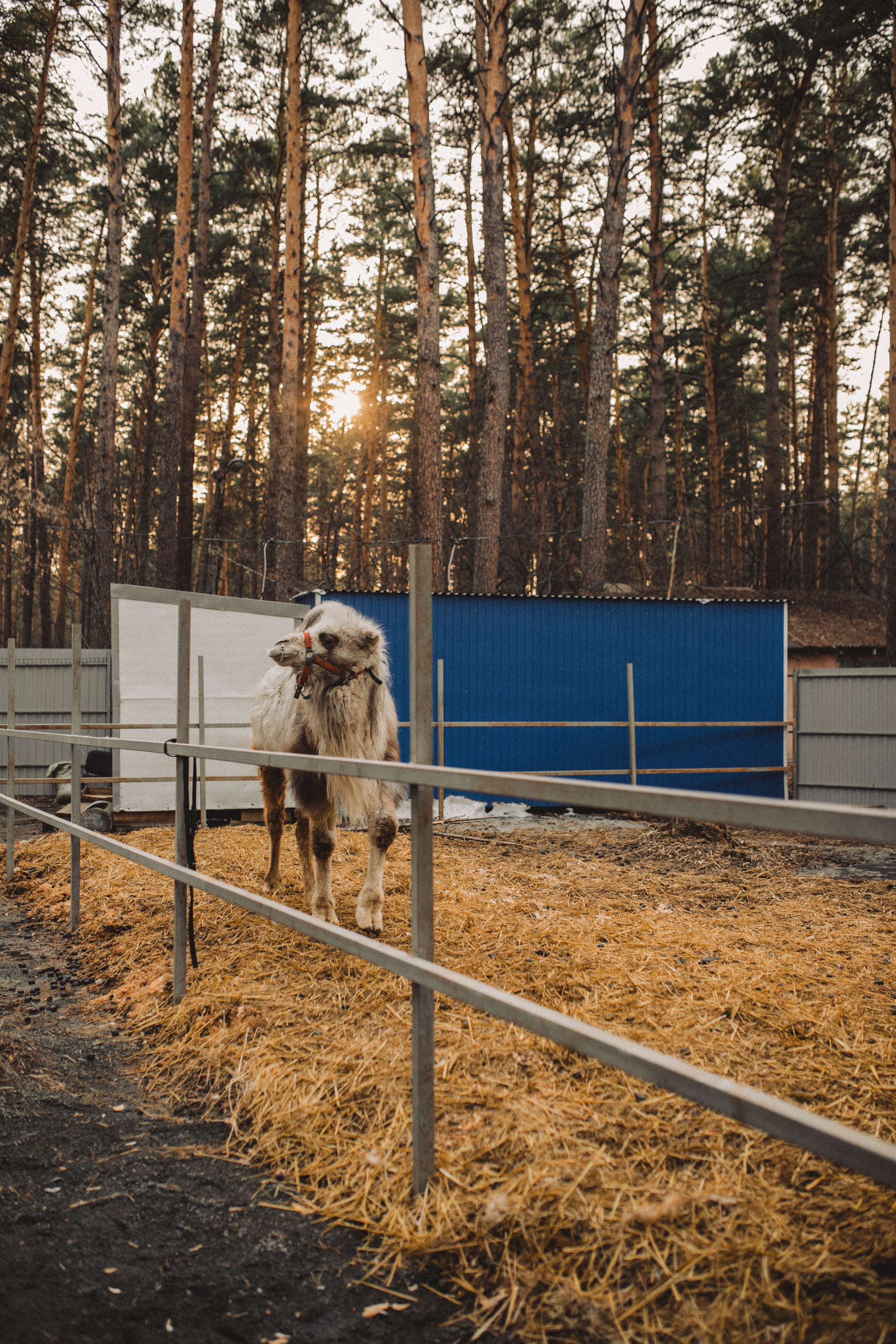 Предсвадебное Love Story | Максим & Анастасия. Свадебный фотограф Новосибирск