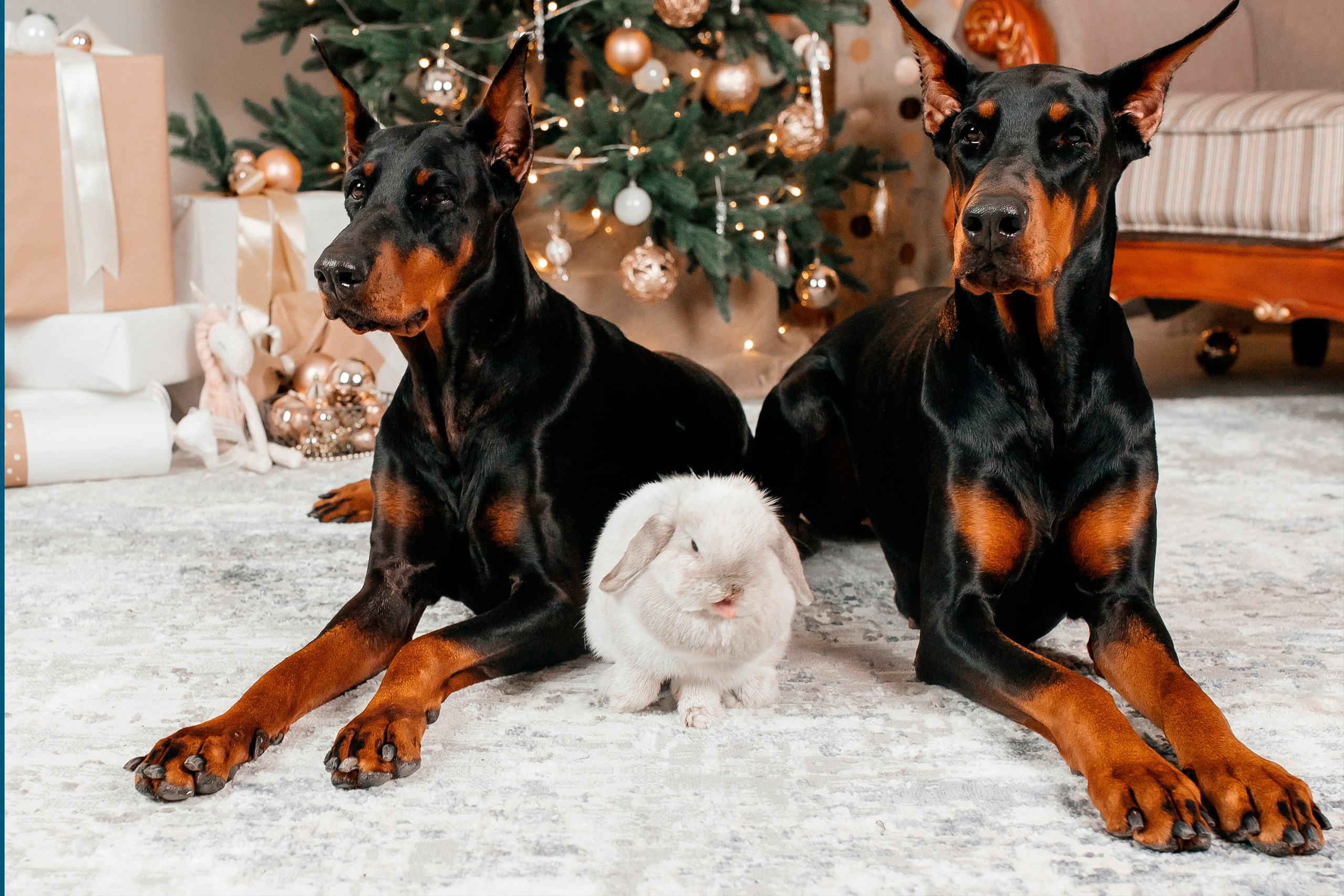 Новогодняя тематика. Команда фотографов Кристины Ивановой