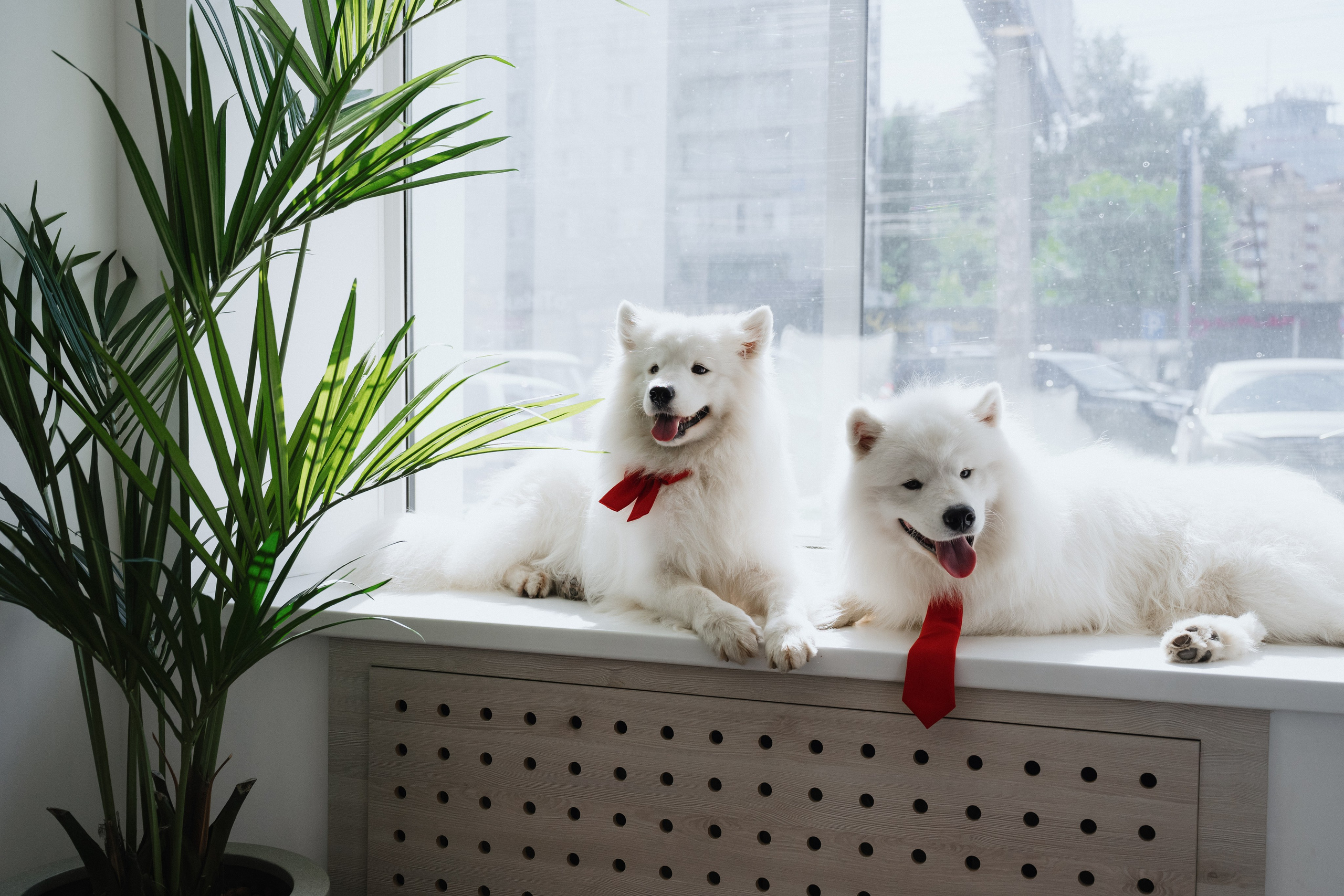 Альфа банк Карла Маркса 55. Фотограф Кристина Тумаева. Самоед Новосибирск