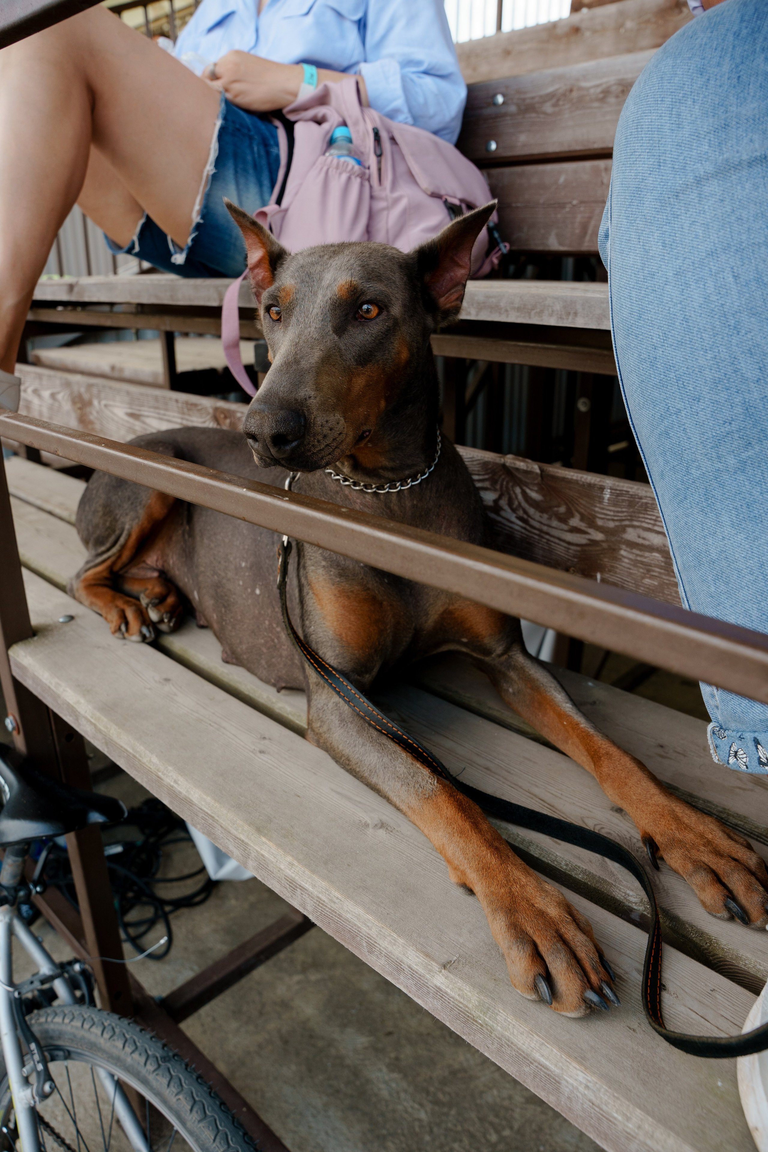 VIP DERBY. Репортажный фотограф Москва Сергей Дружинин