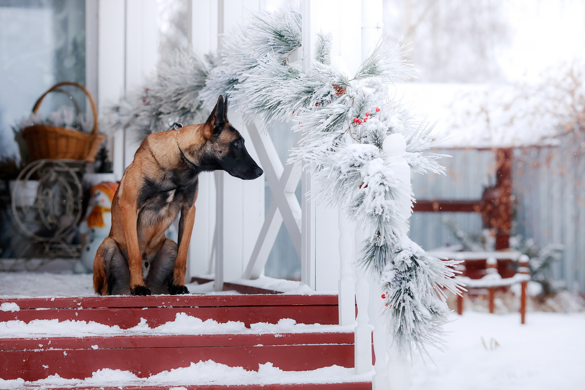Зимние портреты. Фотограф-анималист Mary Mart — Москва, Питер