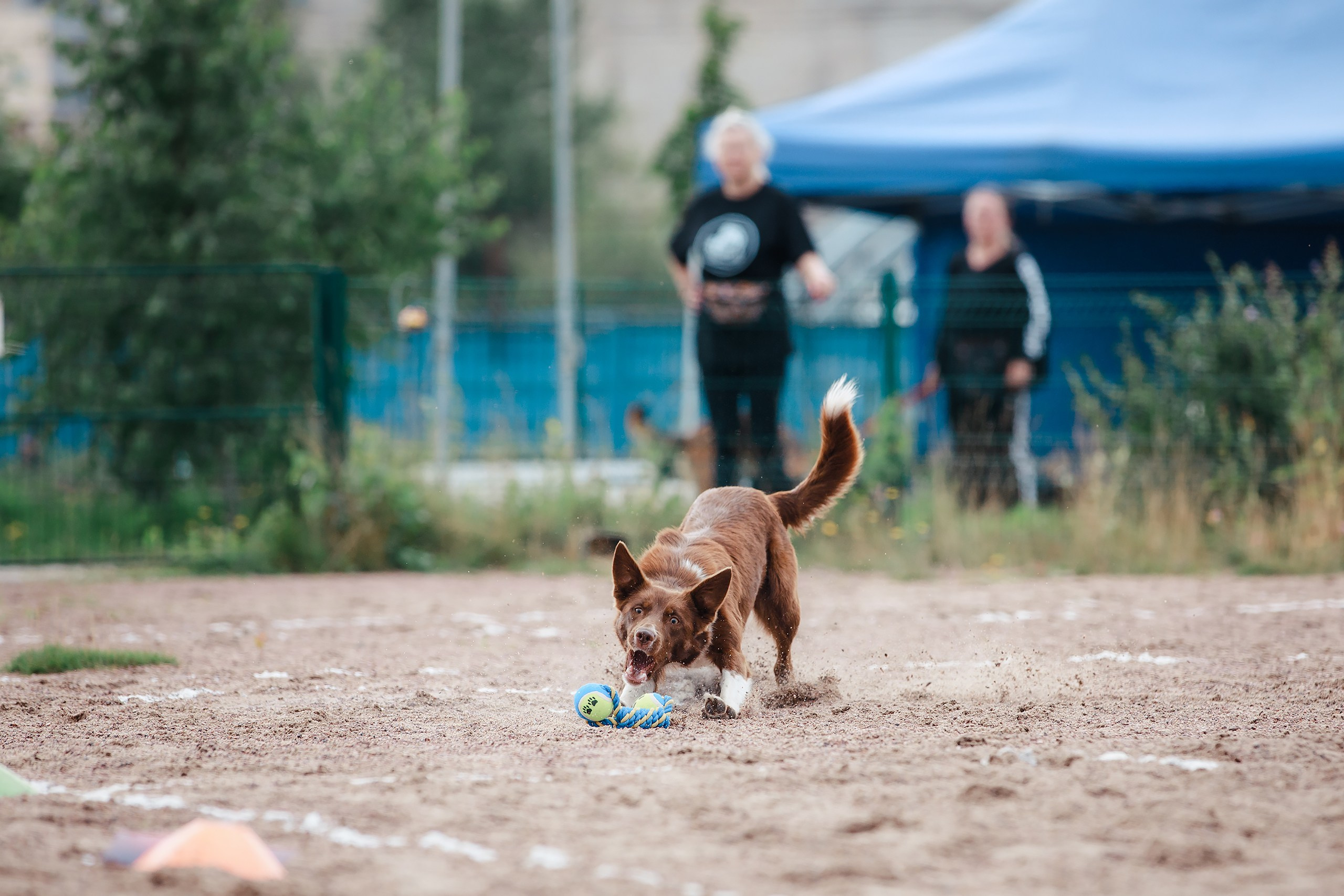Питч&Гоу + веселые старты. Фотограф-анималист Mary Mart — Москва, Питер