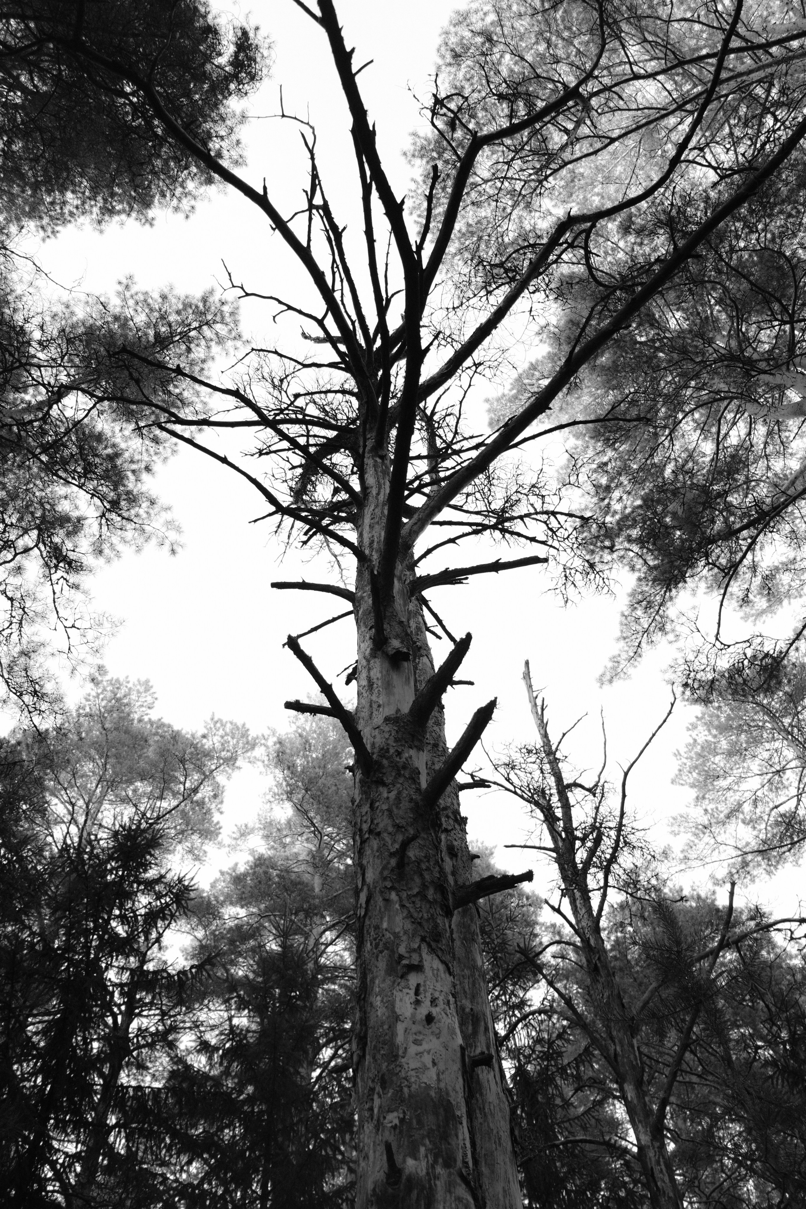 Природа (серия). Фотограф YODLUCE