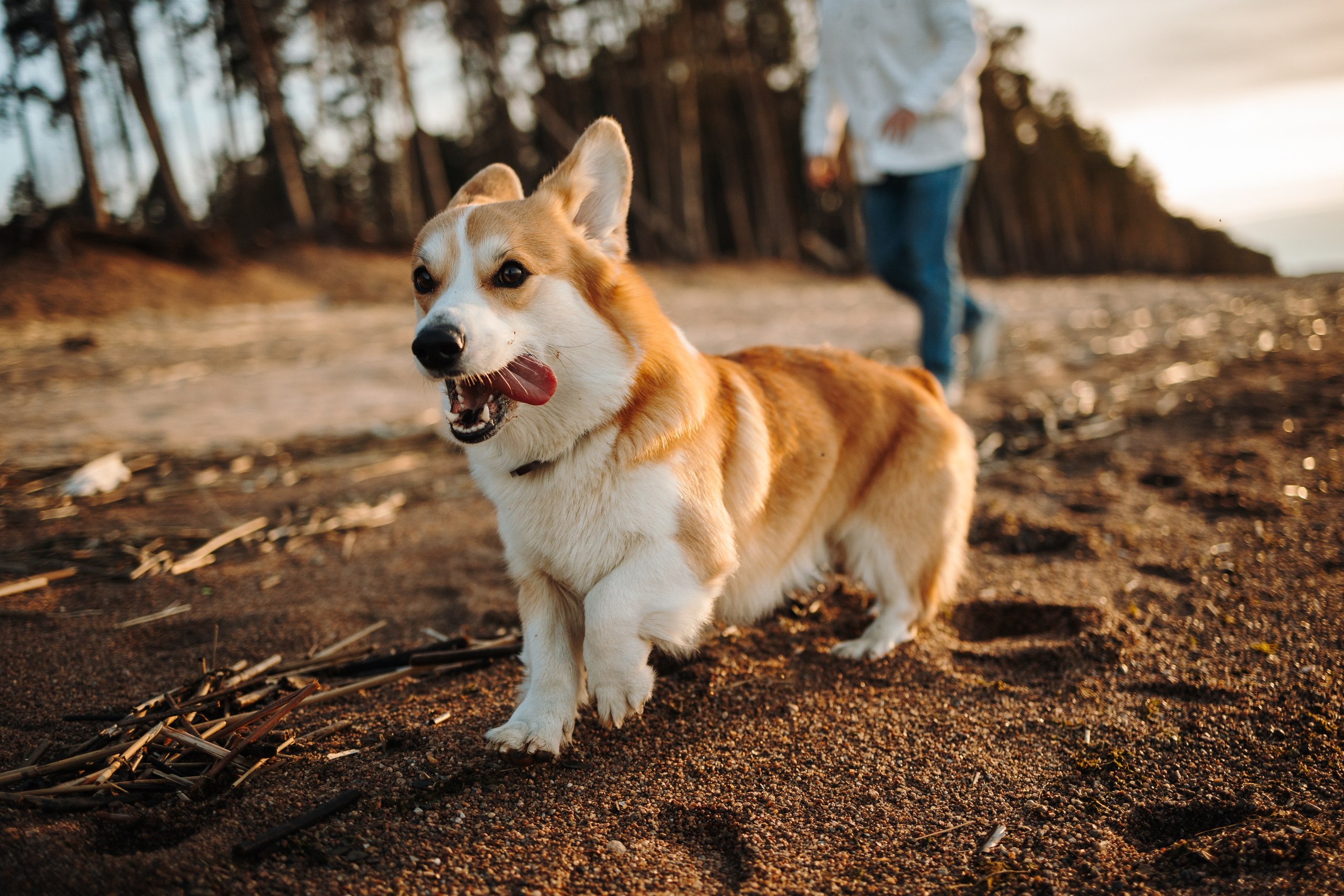 Найт и его семья. Фотограф — Анималист | Санкт-Петербург