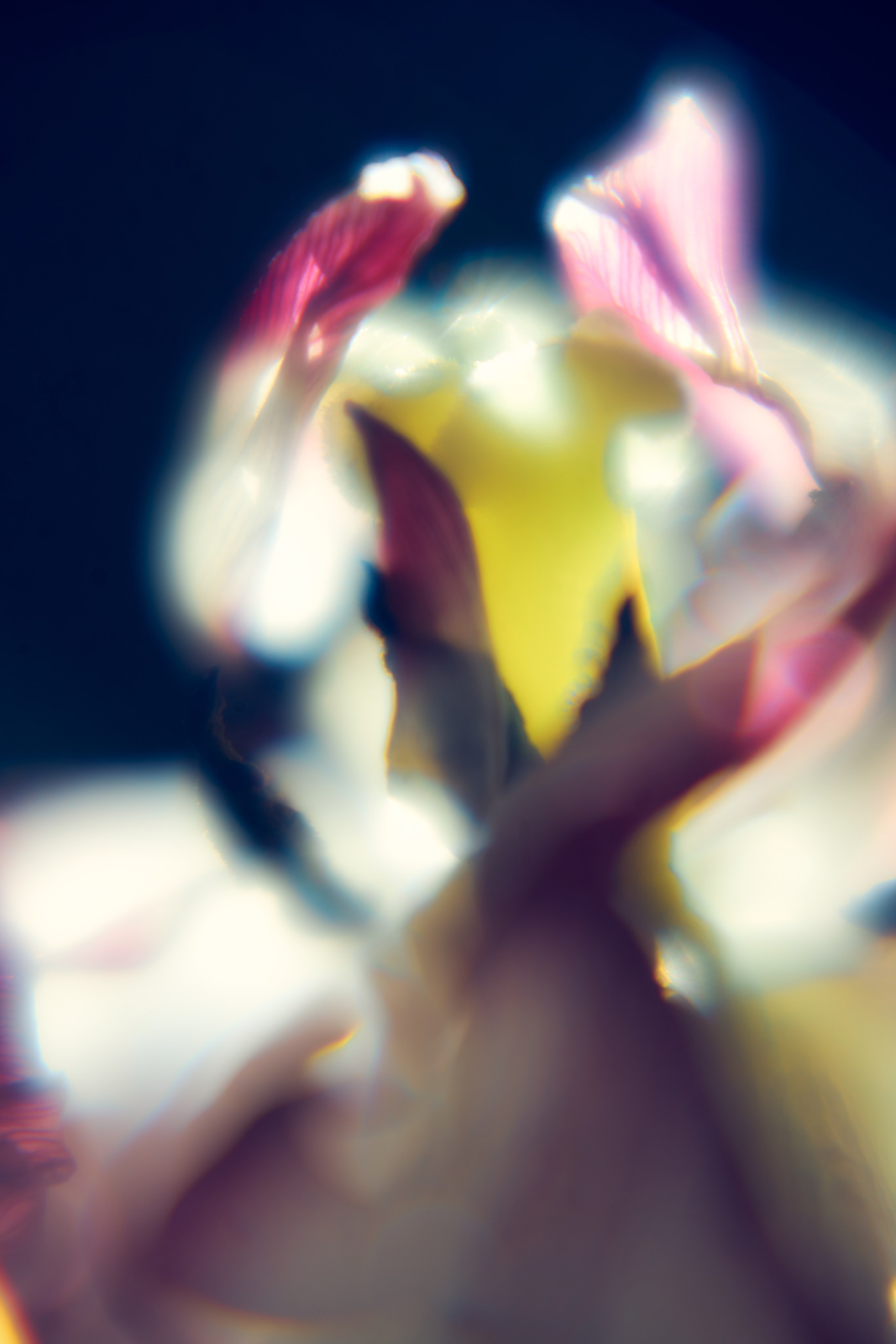 Макро-абстракция «Эфемерность» | Лимитированная серия. Sandra Marselly | Абстрактная Макро-Фотография