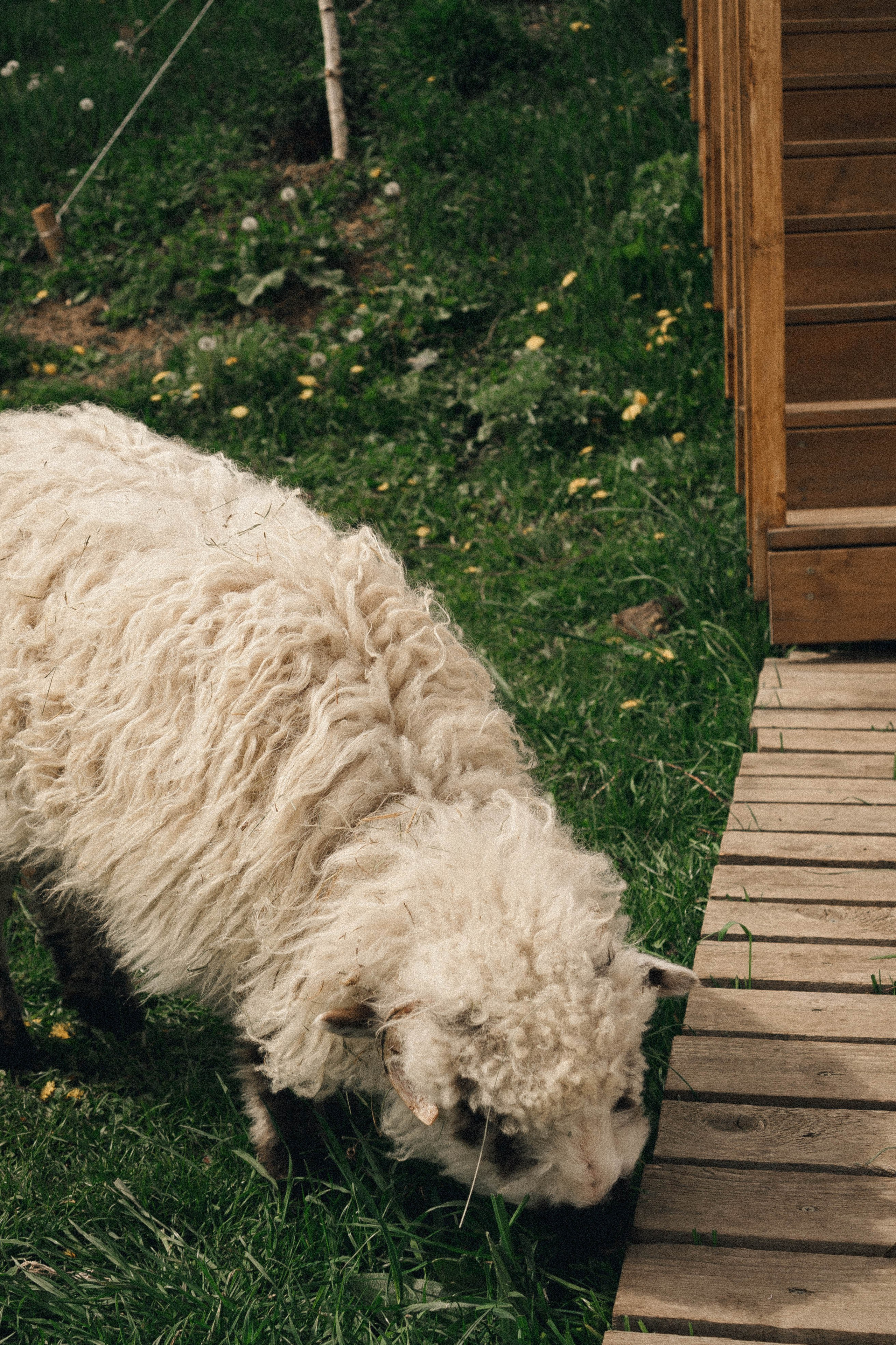 Ферма Альпак. Профессиональный фотограф, Санкт-Петербург — Виктория Богомолова