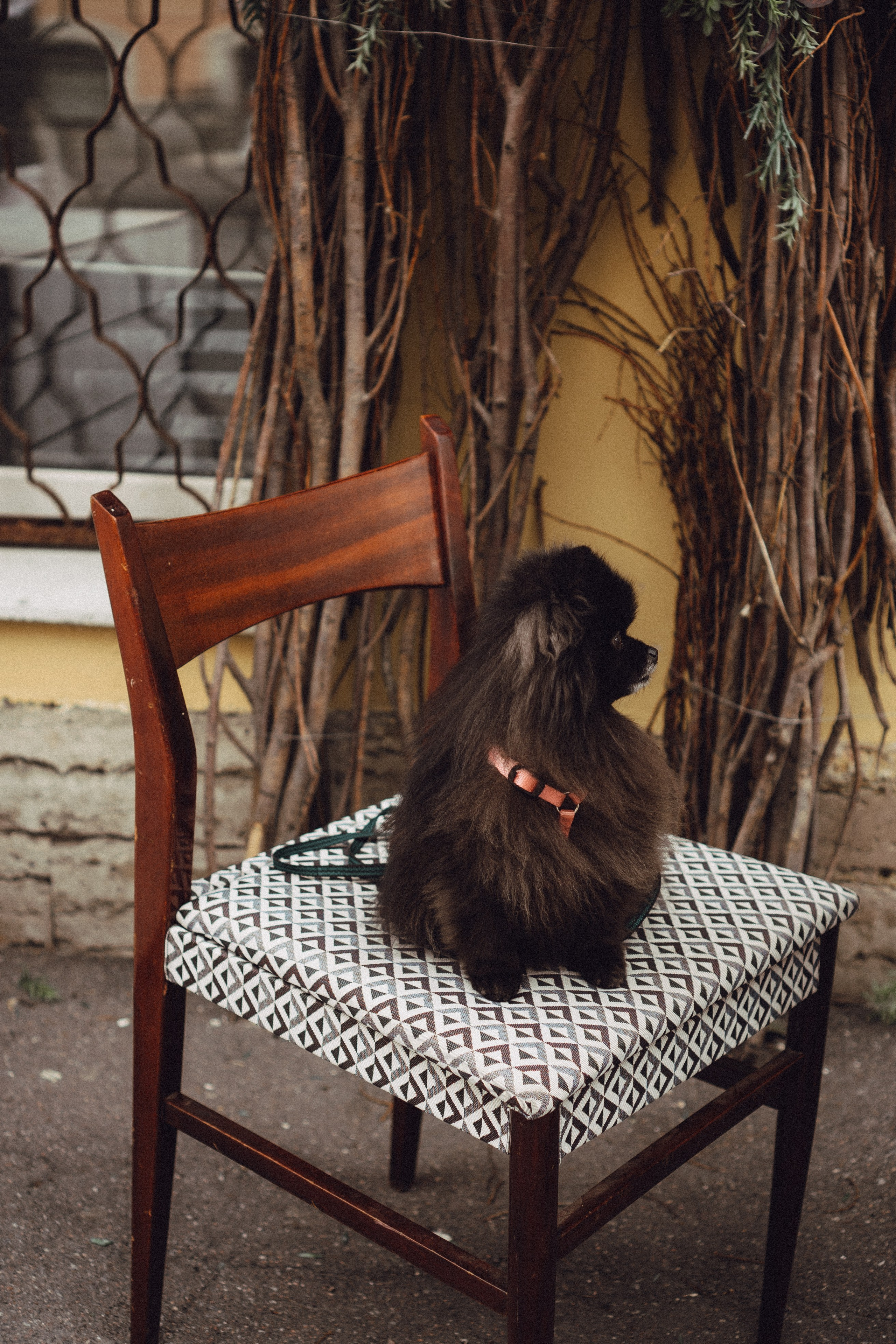 Беременность (только часть фото по желанию клиентов могу показать)). Профессиональный фотограф, Санкт-Петербург — Виктория Богомолова