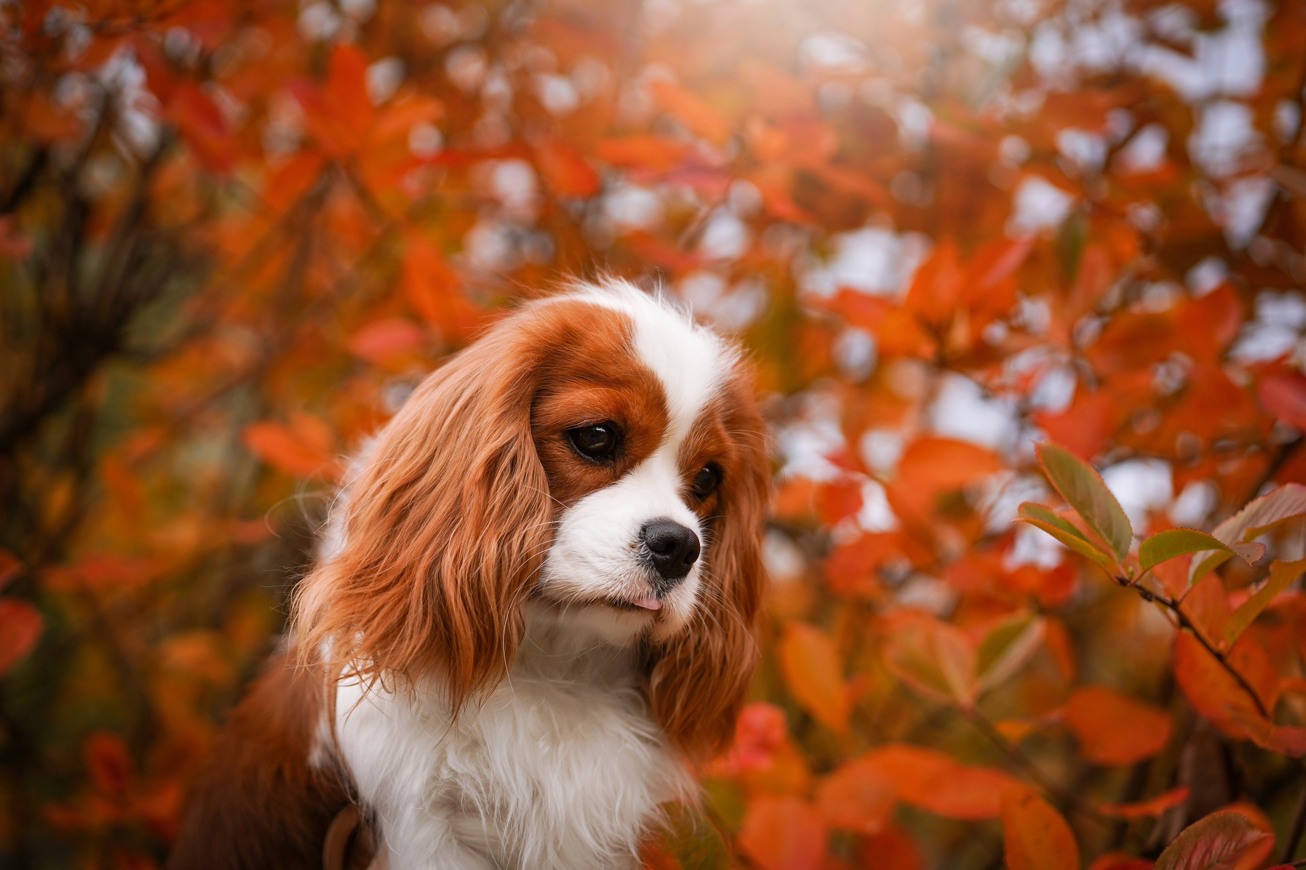 Катя Валера Саша и кавалерчики. Фотограф-анималист в Санкт-Петербурге Яна Мартынова