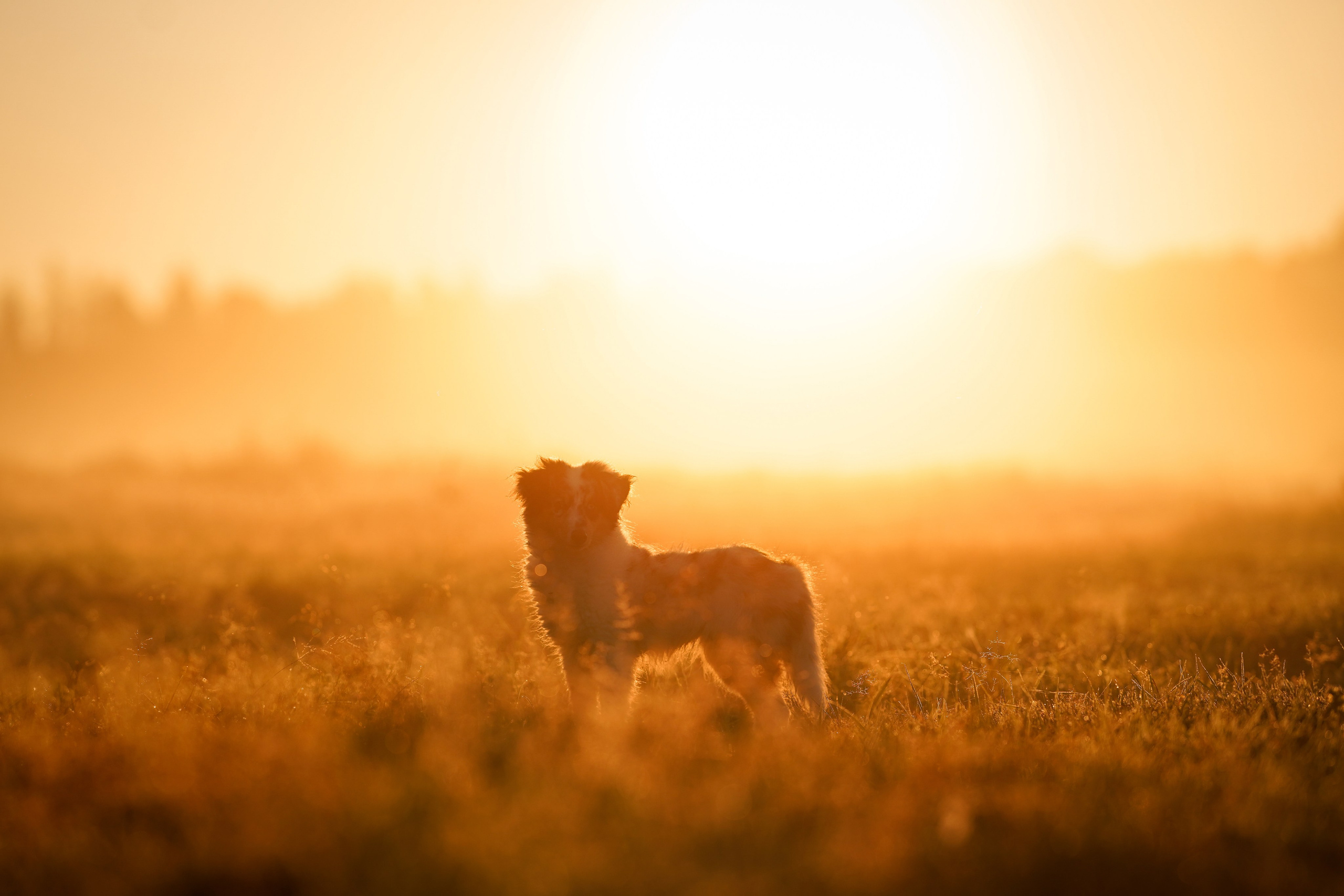 Алина и Лето. Фотограф-анималист в Санкт-Петербурге Яна Мартынова
