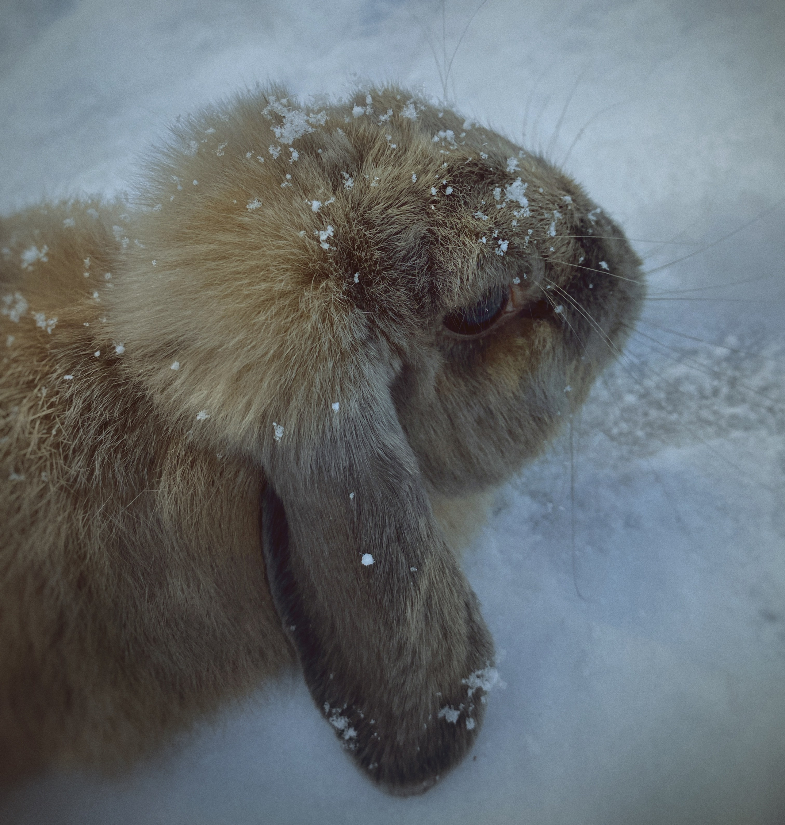 В мире животных. Фотокружок «Видоискатель» ГБОУ СОШ № 291