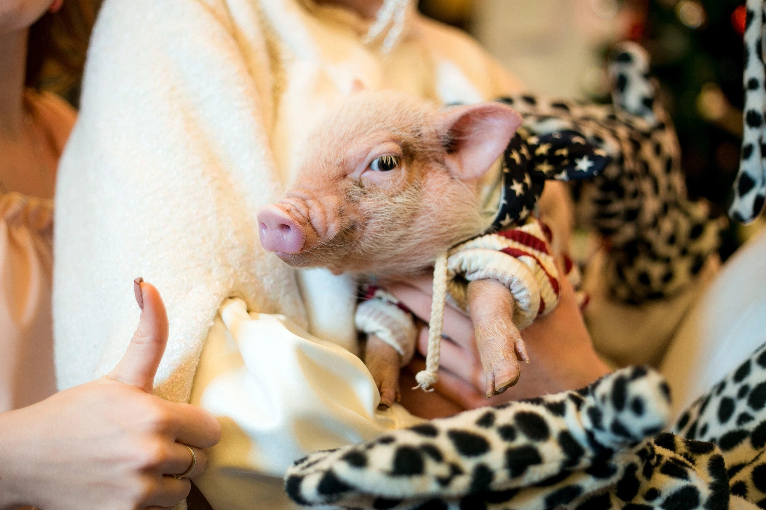 THE FACTORY. Организация мероприятий Донецк (ДНР). Организация и декор мероприятий Донецк (ДНР)