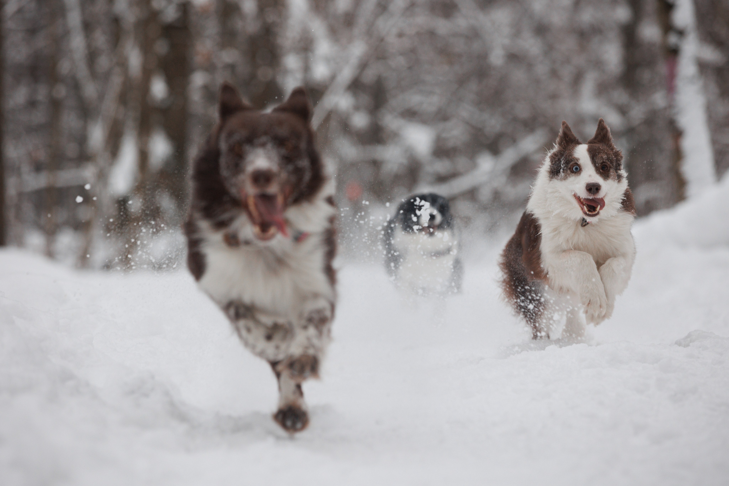 Даша и компания. Фотограф анималист Кристина Карпова, Москва