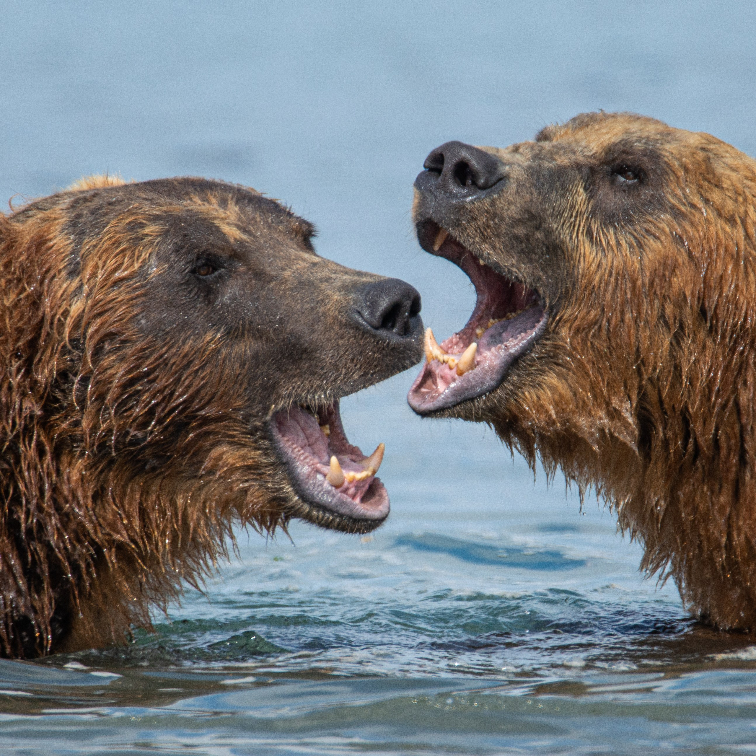 Камчатка — земля медведей. Игорь Иванко — Репортажный и событийный фотограф. Москва