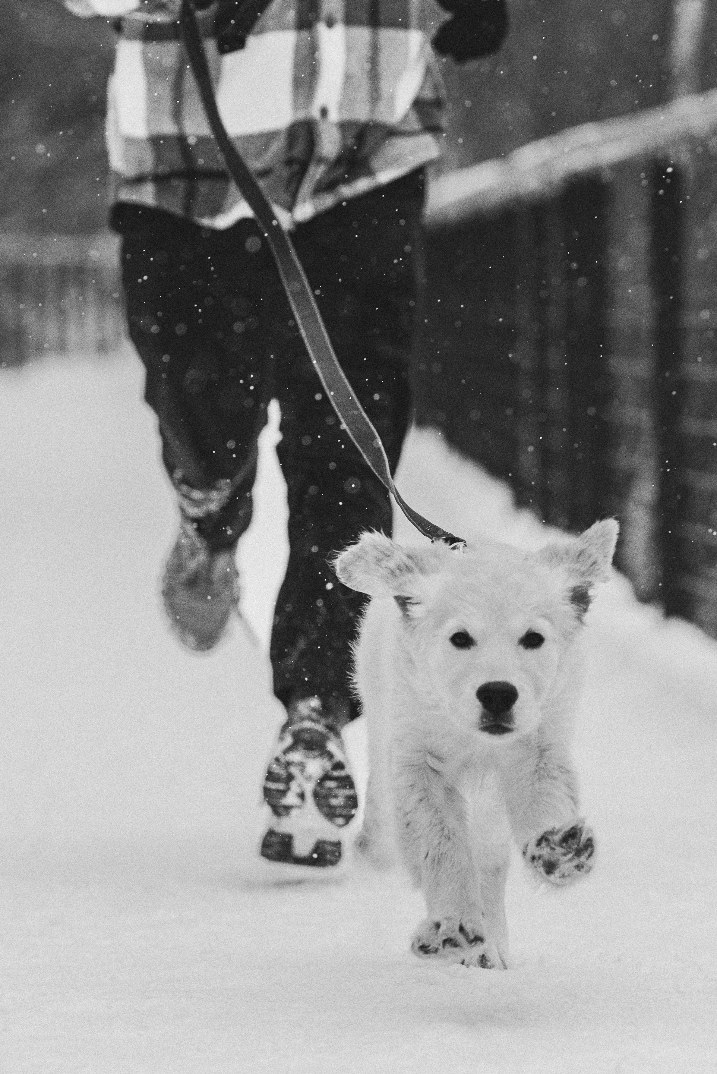 Sonia, Denis & Baggi. Natalia Finch Photography — Family, Kids & Pet Photographer in Chicago, IL