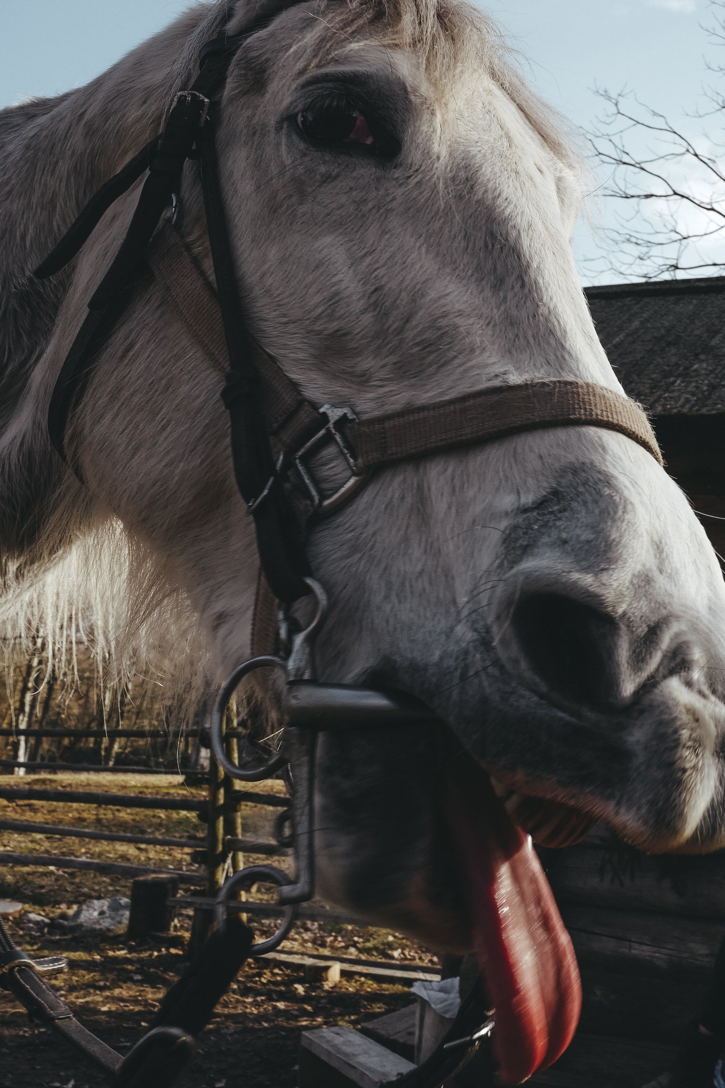 Vitoslavici/Novgorod. <3