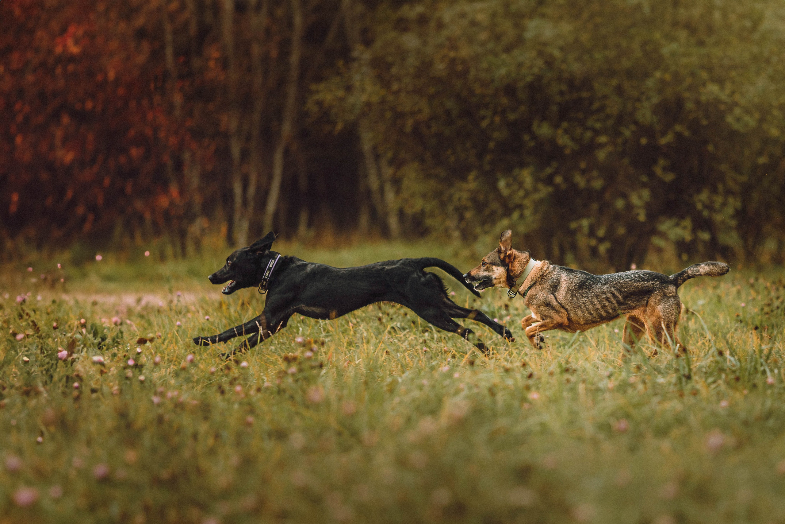 Аня, Нео и Луна